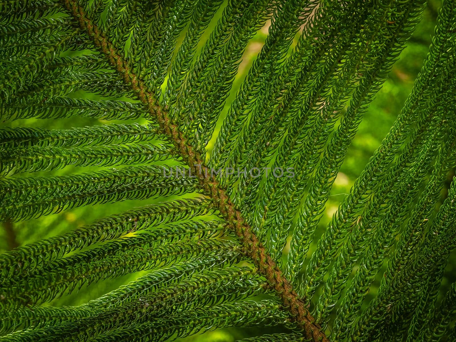 Close up of the Giant fern in the Terra Nostra Garden in Furnas,  on Sao Miguel island, Azores, Portugal