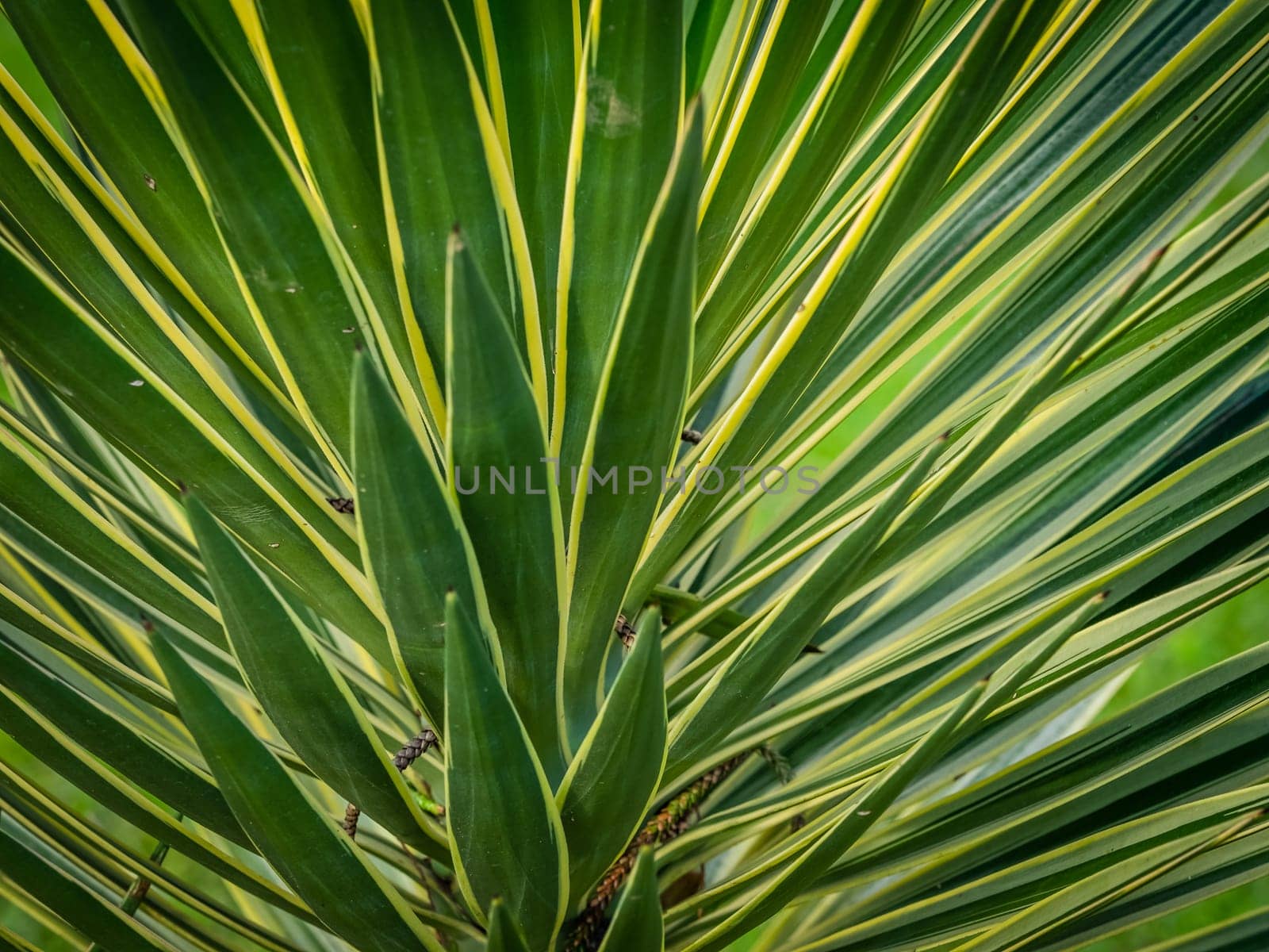 Cordyline draceana close up picture taken in the Terra Nostra botanical garden in Furnas, Azores