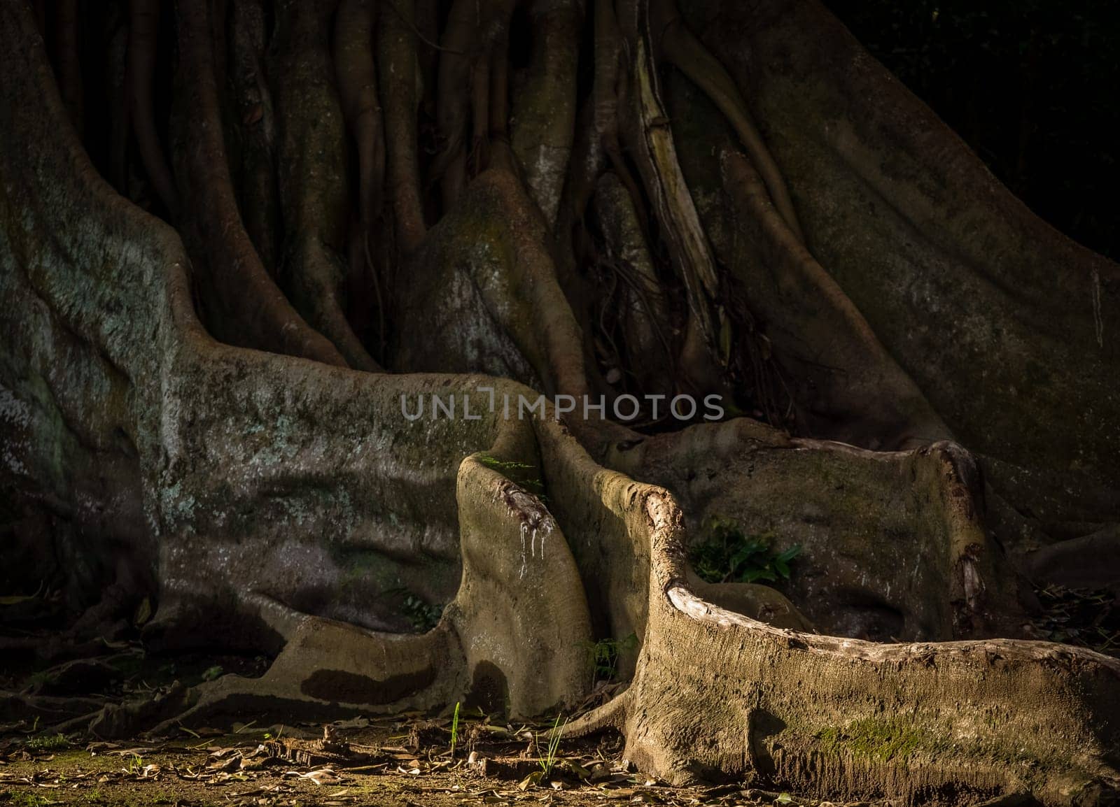 Giant roots of a tree in the José do Canto Botanical Garden in Ponta Delgada, Sao Miguel island, Azores, Portugal