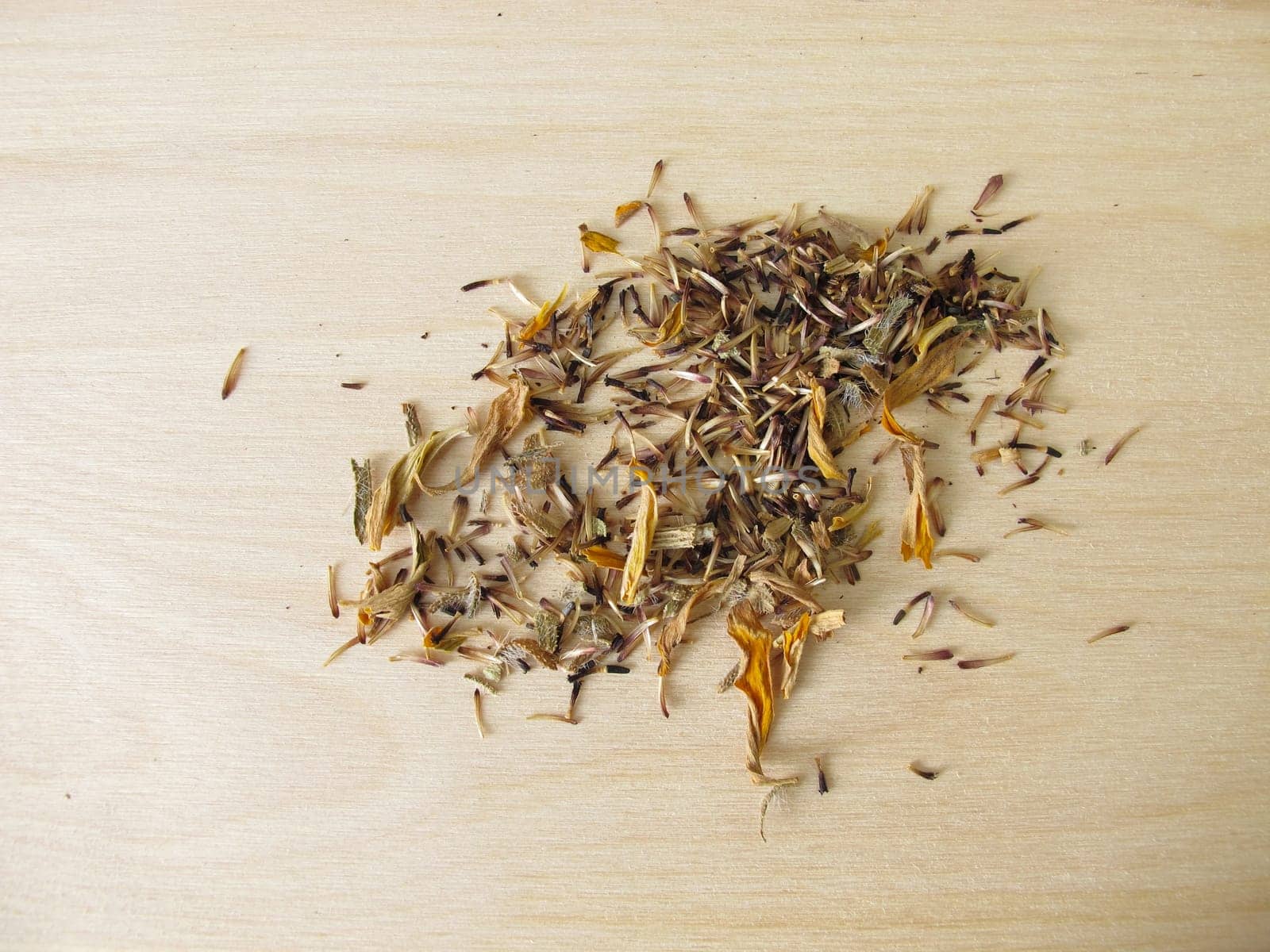 Self-extracted seeds of coneflower flowers