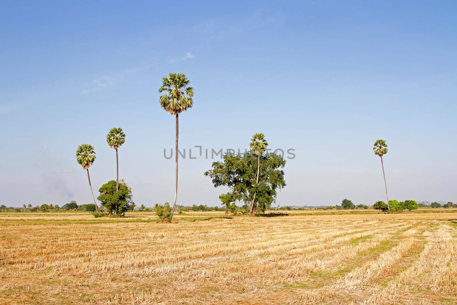 Fields and rice straw and rice stubble and sugar palm and evening and cornfield background