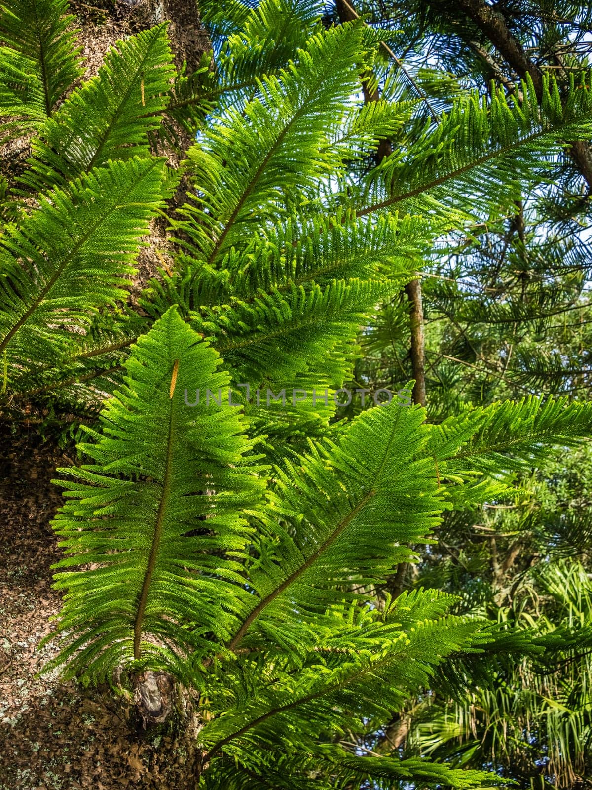 Close up of the Giant fern in the Terra Nostra Garden in Furnas,  on Sao Miguel island, Azores, Portugal