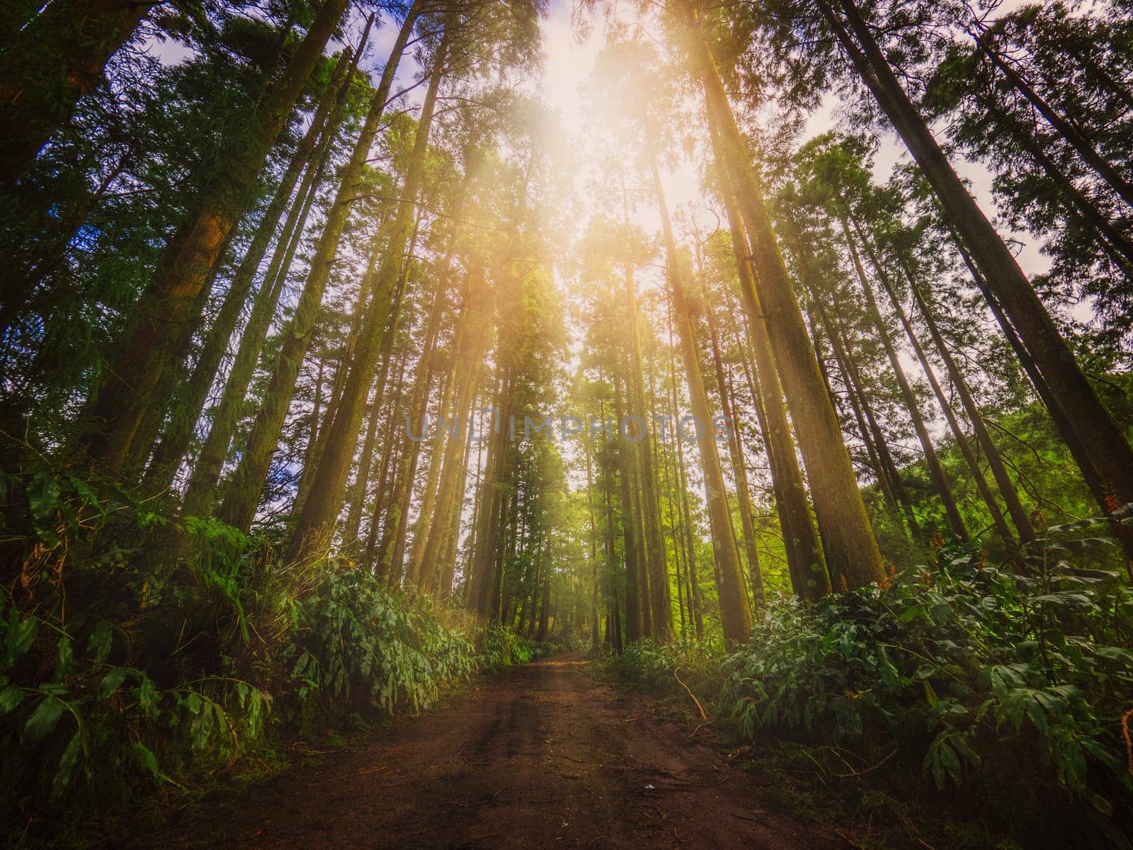 Muddy road throught the high trees forest in the Sao Miguel Island, Azores, Portugal