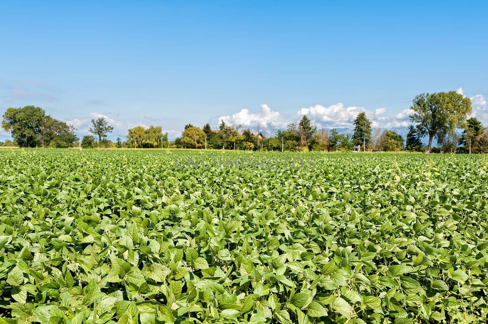 Countryside landscape. Field of soy again blue sky. Rural view.