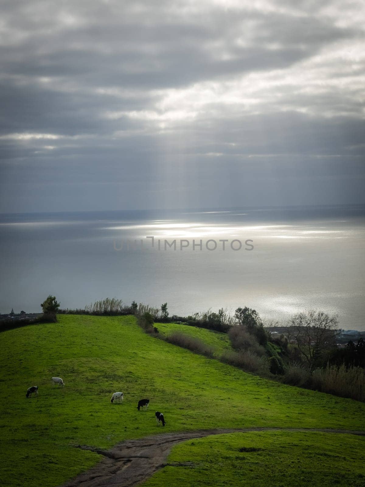 Cows grazing on a meadow on the coast of Sao Miguel Island, Azores, Portugal