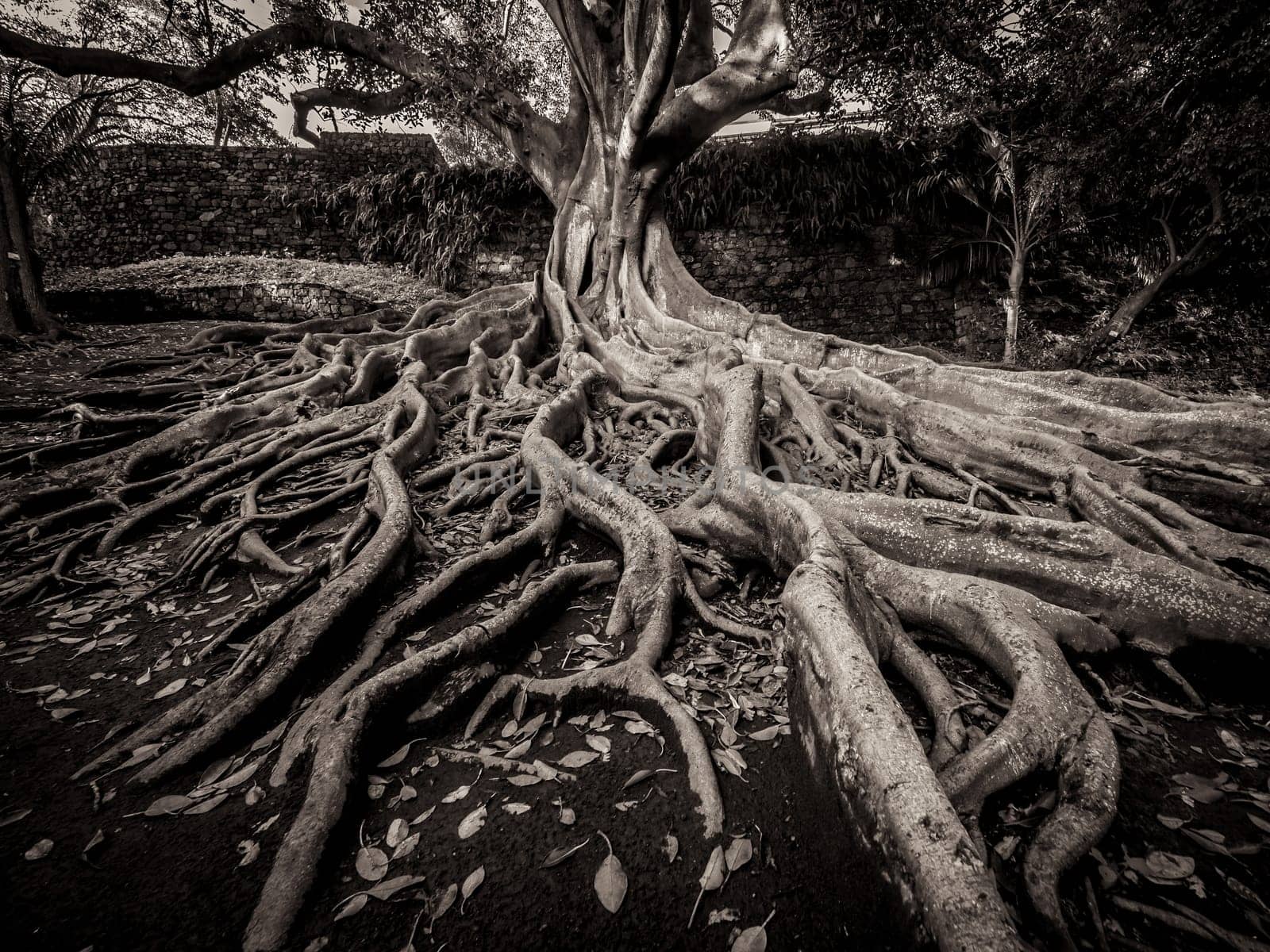 Giant roots of a tree in the José do Canto Botanical Garden in Ponta Delgada, Sao Miguel island, Azores, Portugal