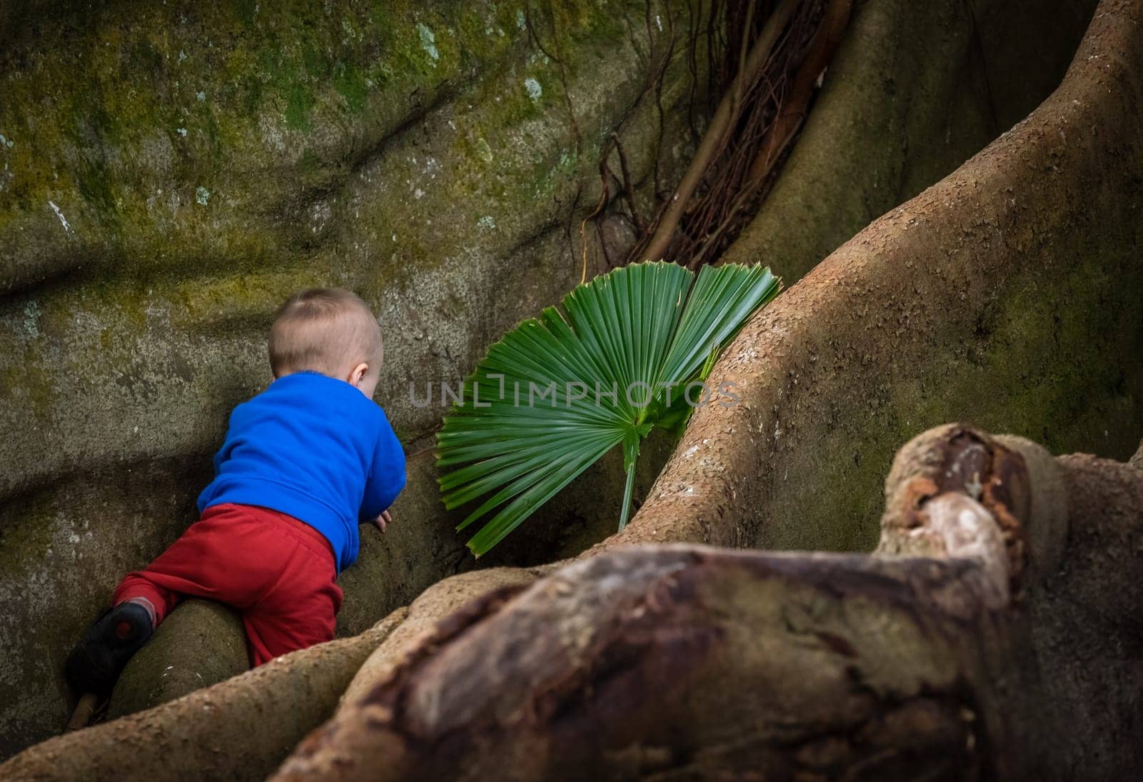 Little boy climbing the giant roots of a fig tree in the José do Canto Botanical Garden in Ponta Delgada, Sao Miguel island, Azores, Portugal