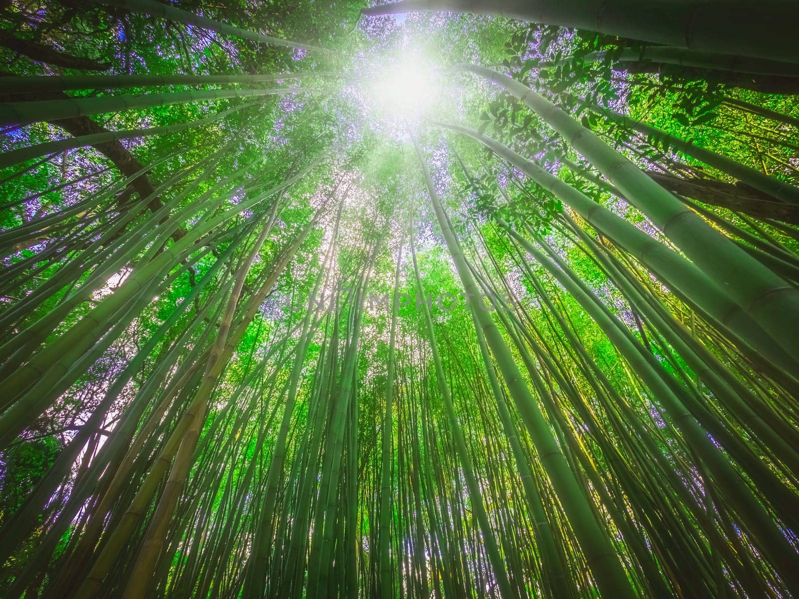 Bamboo forest in José do Canto Botanical Garden in Ponta Delgada, Sao Miguel island, Azores, Portugal