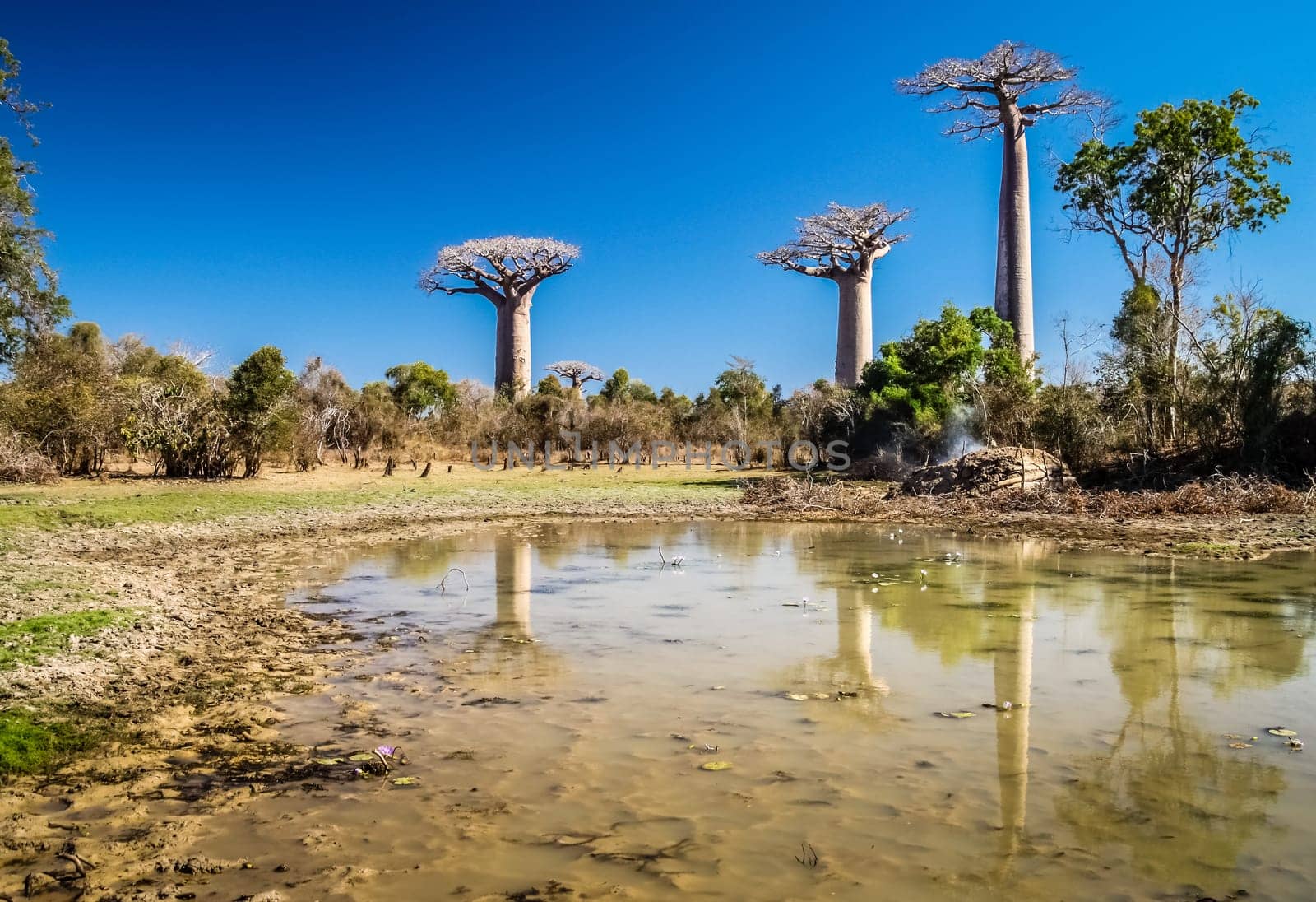 Group of baobabs and their reflection in a pond, Avenida de Baobab near Morondava in Madagascar