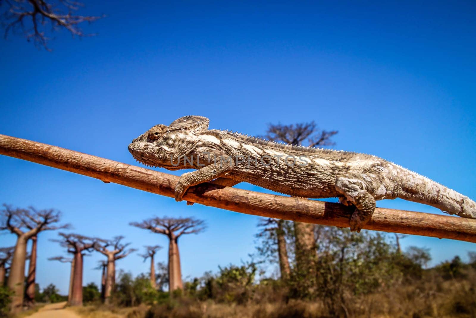 Small chameleon on a branch in Avenida de Baobab