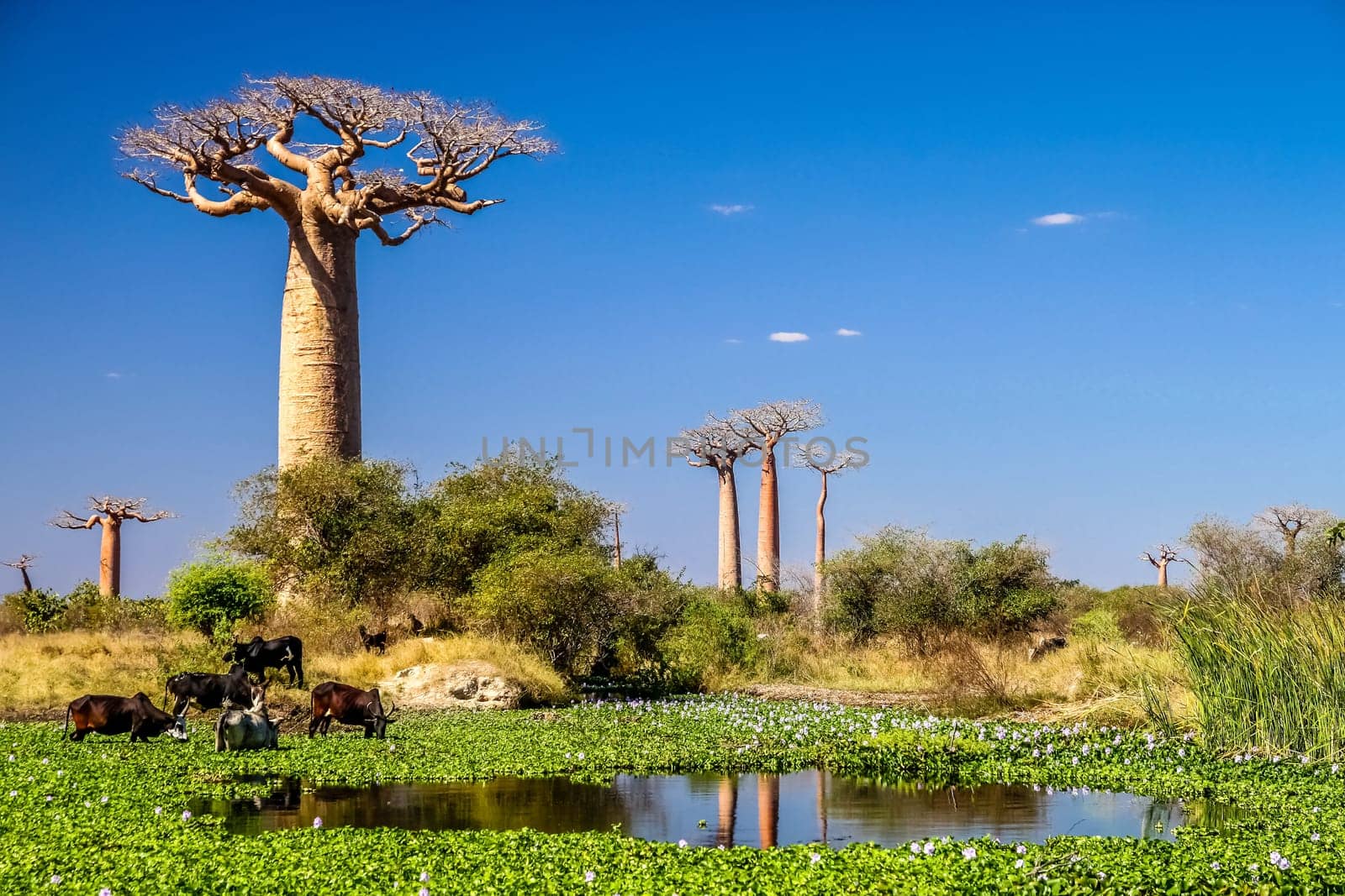 Small lake in front of the baobab tree