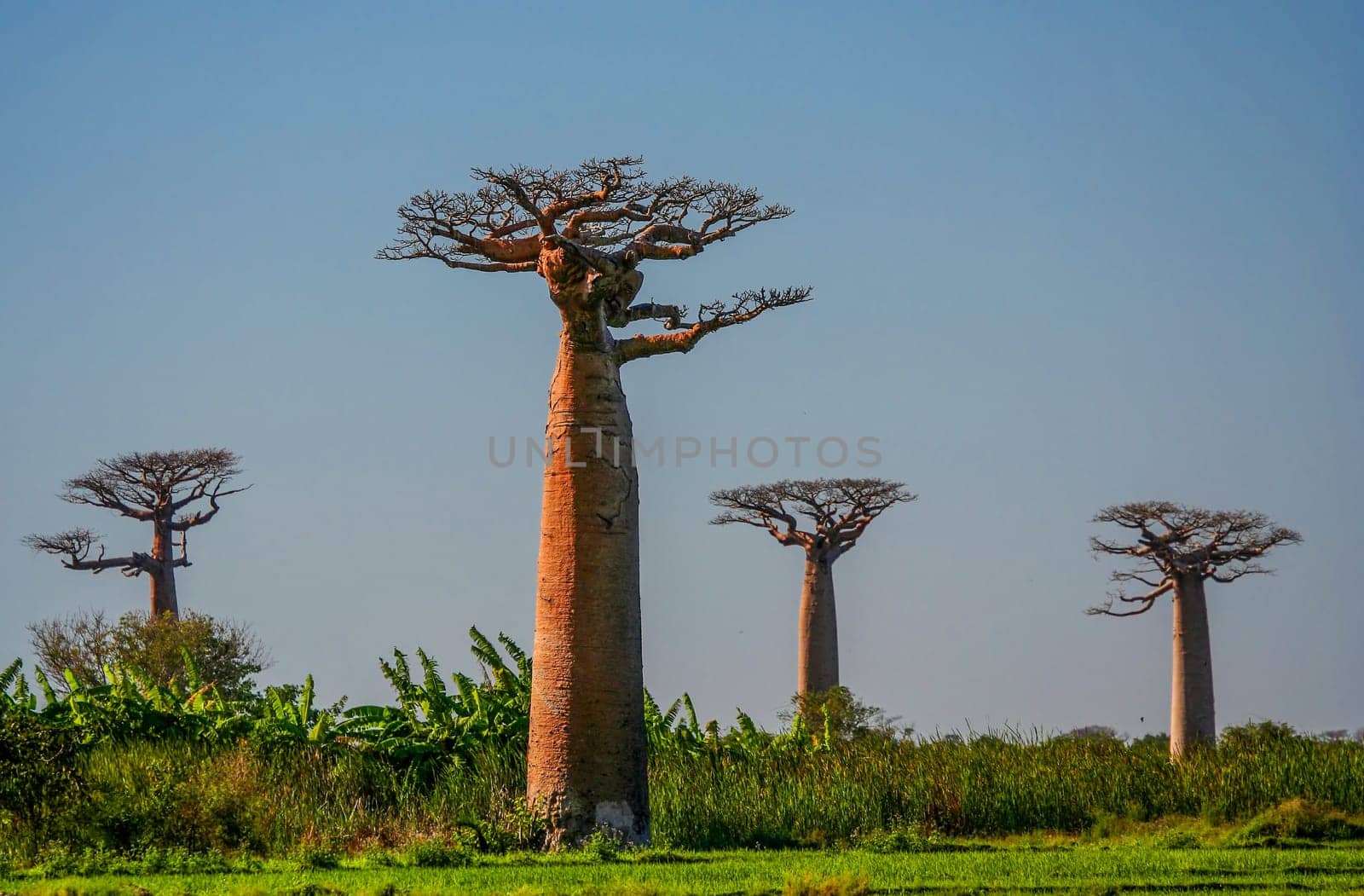 Group of baobabs near Morondava in Madagascar