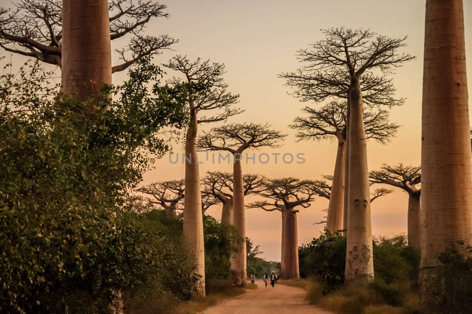 Sunset in the famous Avenida de Baobab near Morondava in Madagascar