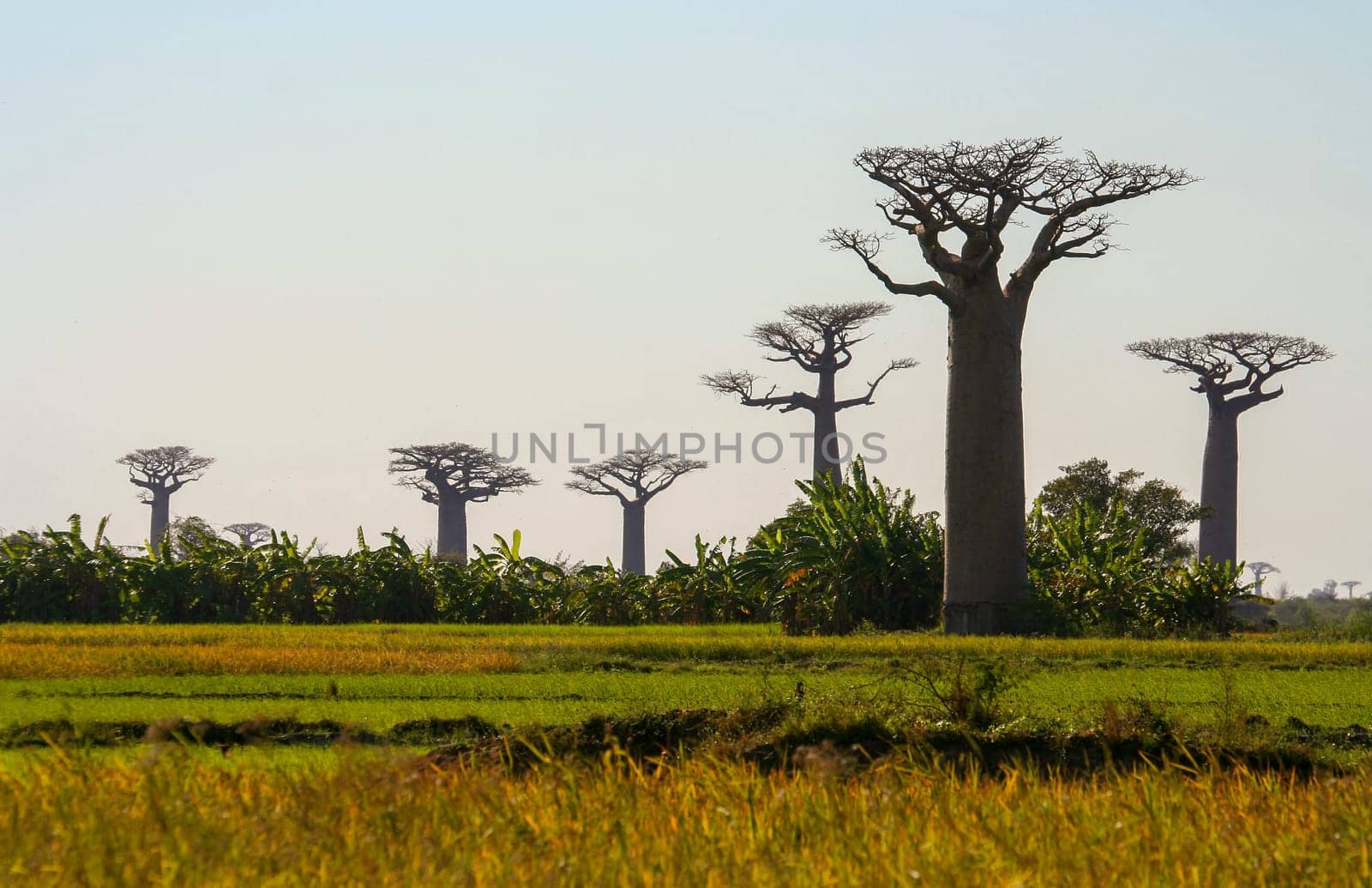 Group of baobabs near Morondava in Madagascar