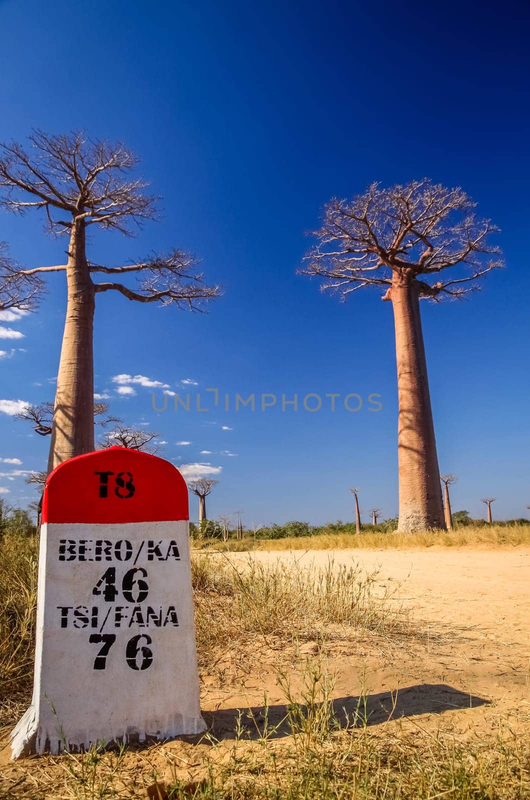 Road marker in the famous Avenida de Baobab near Morondava in Madagascar