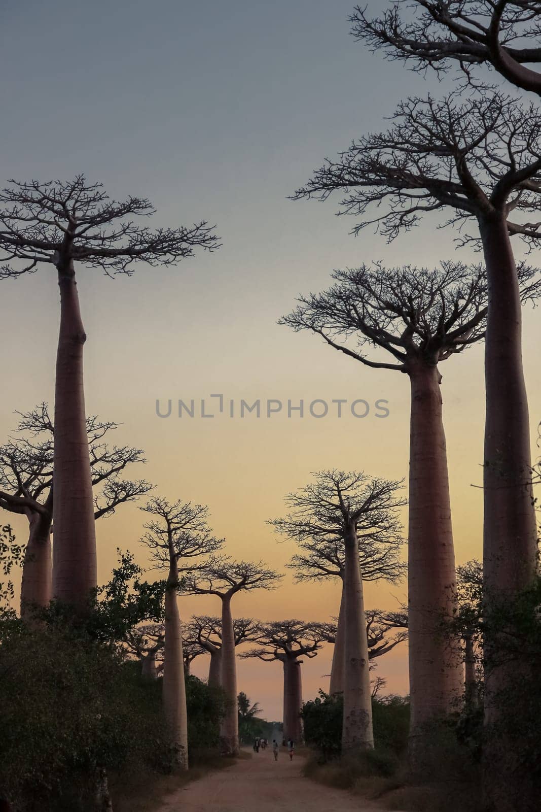 Sunset in the famous Avenida de Baobab near Morondava in Madagascar