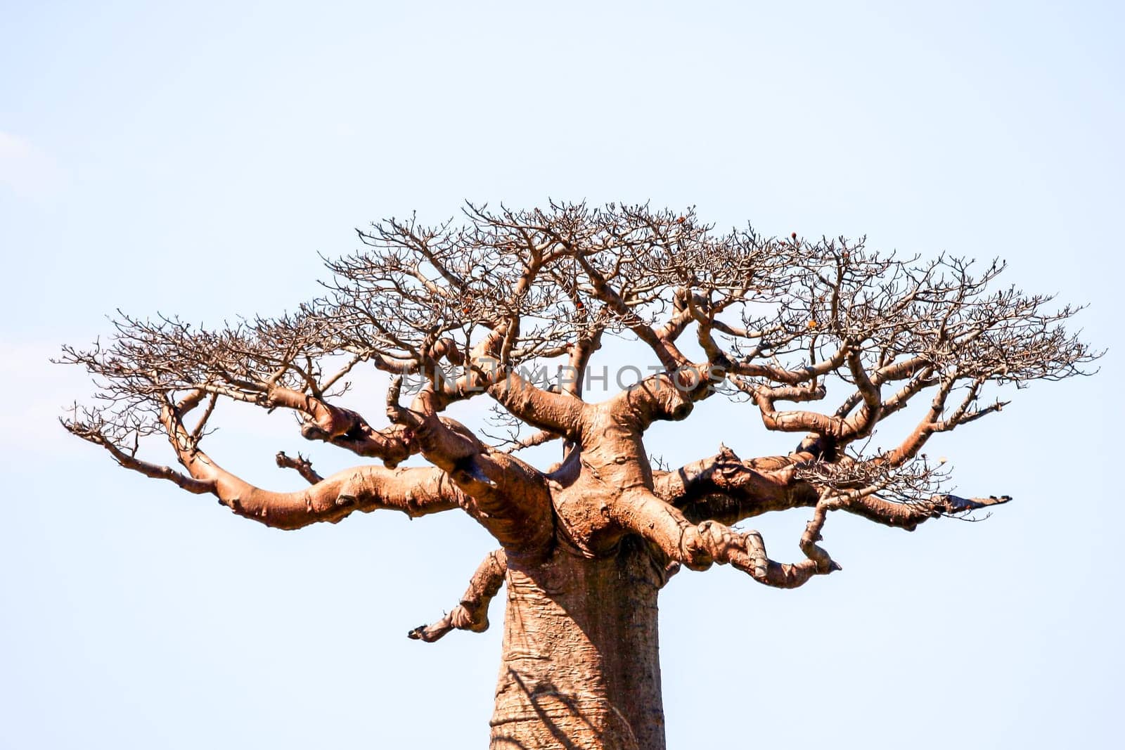 One of the huge baobabs in the Avenida de Baobab in Madagascar