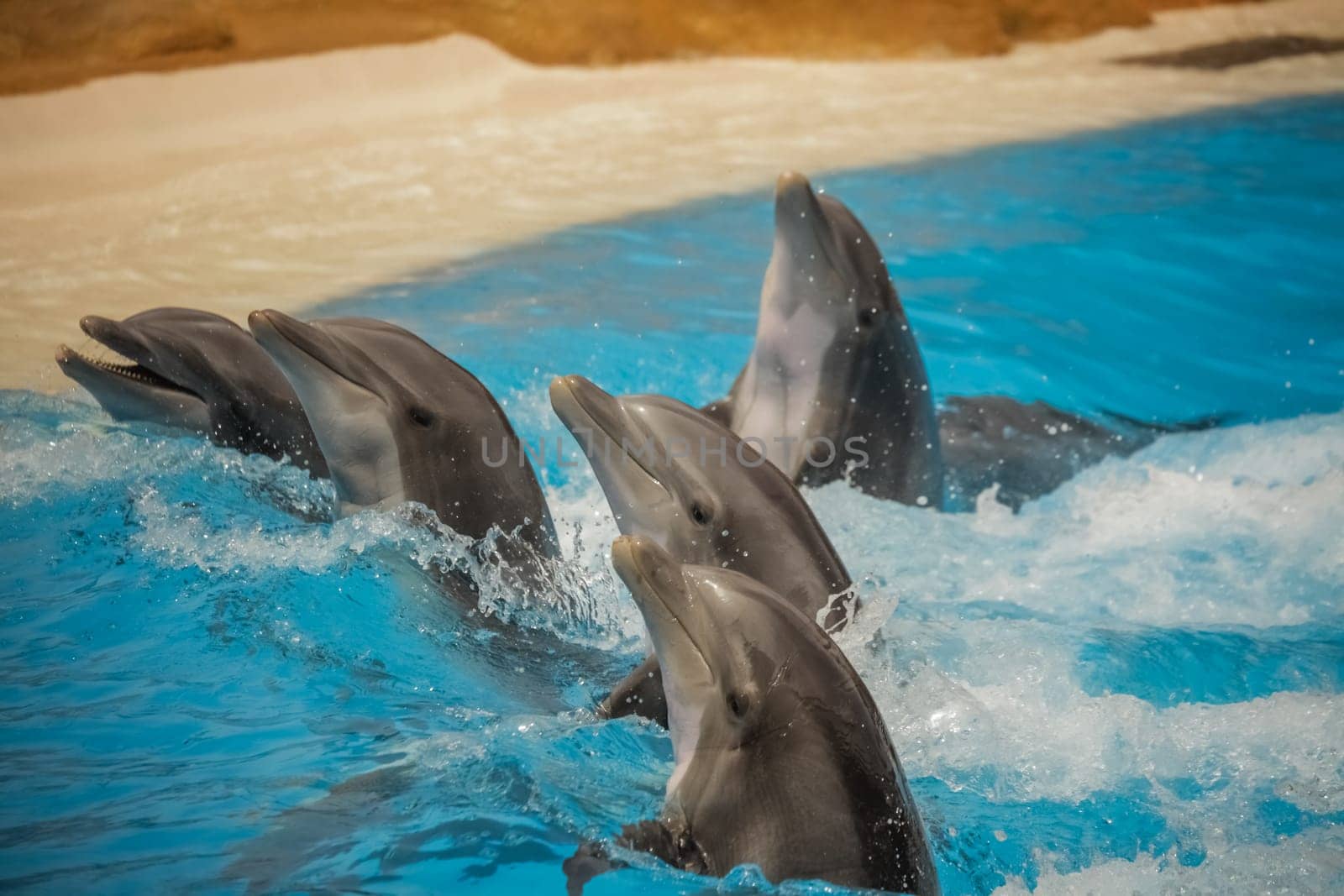 Dolphins dancing in water during show