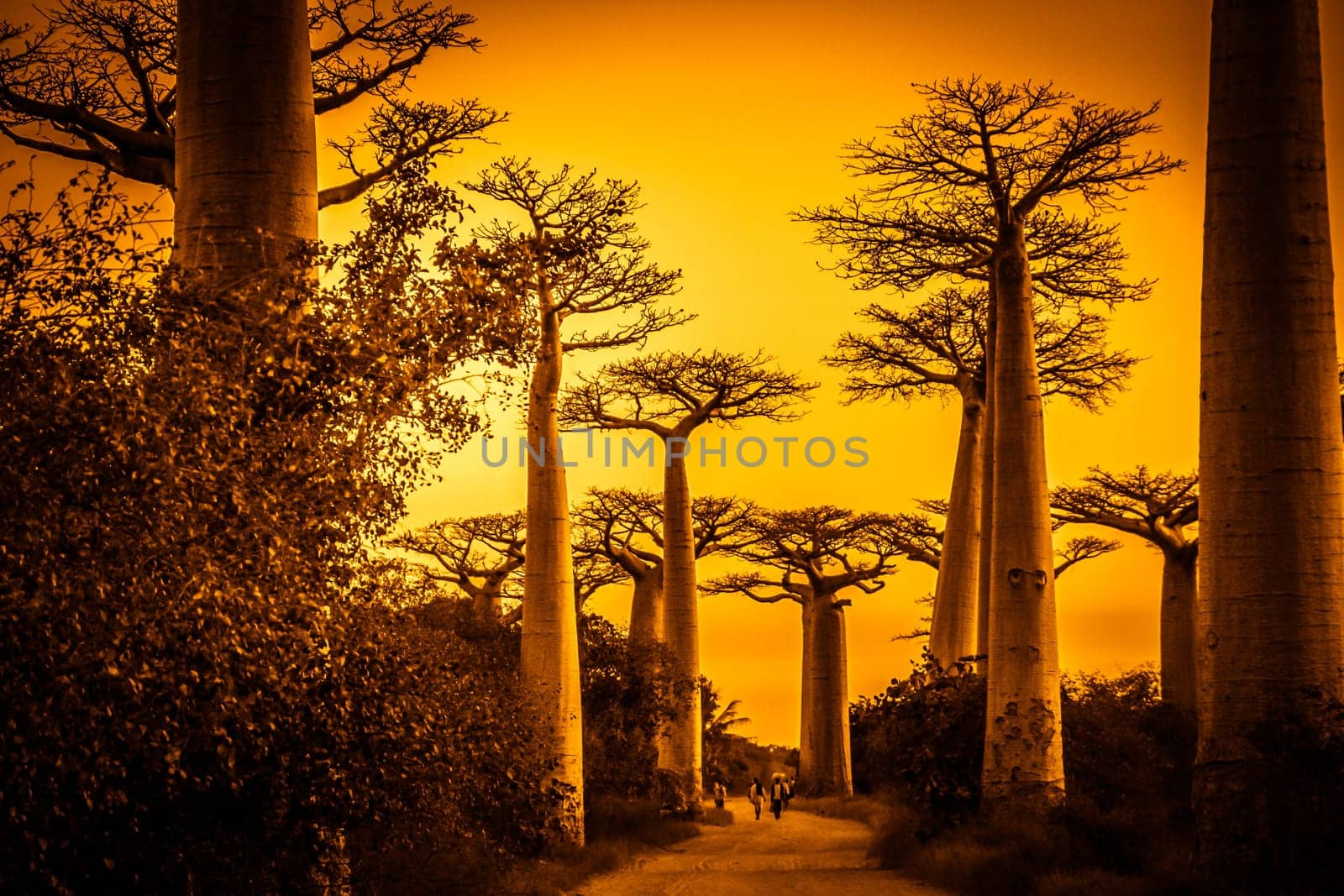 Sunset in the famous Avenida de Baobab near Morondava in Madagascar