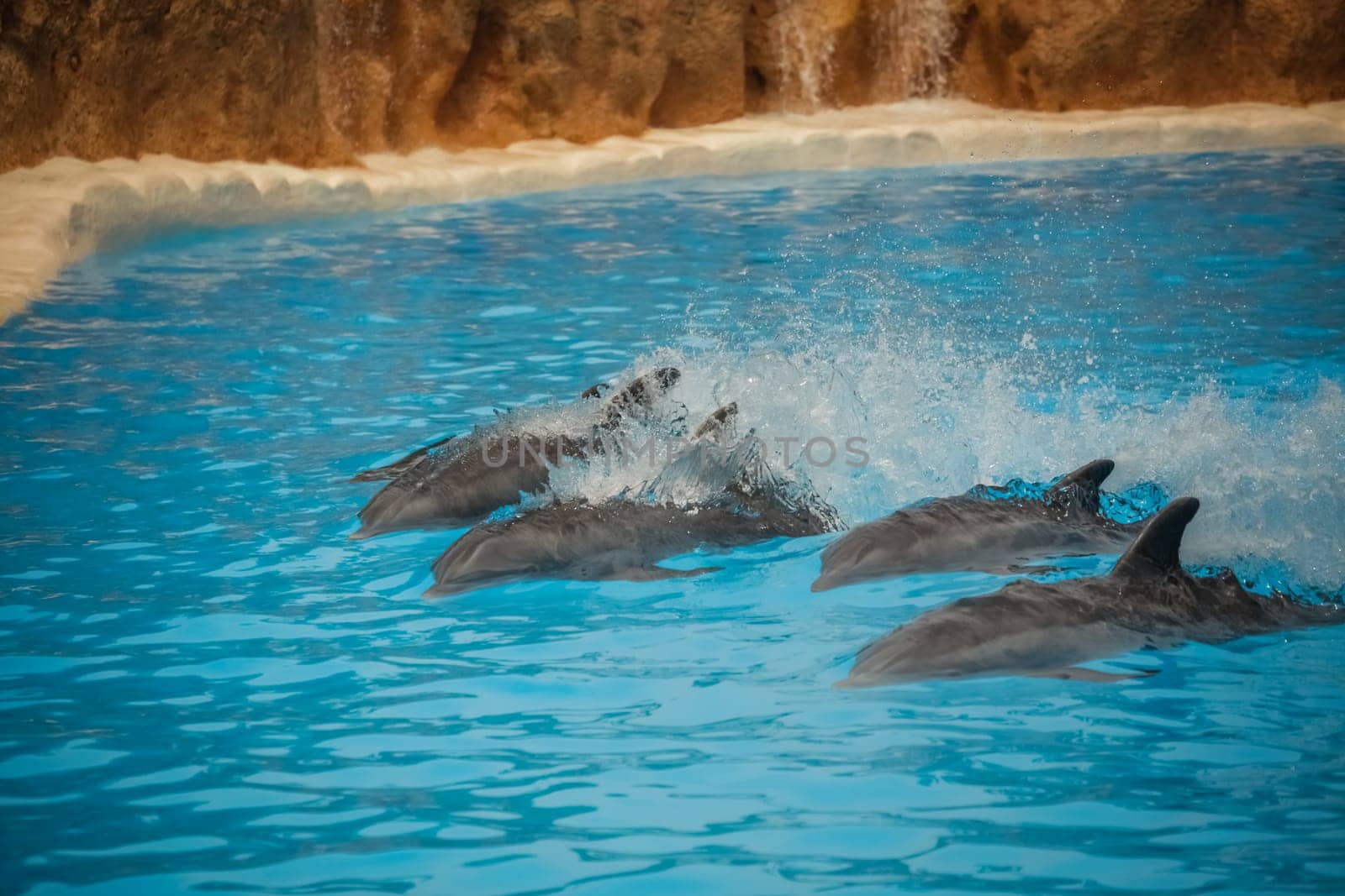 Dolphins swimming fast during show