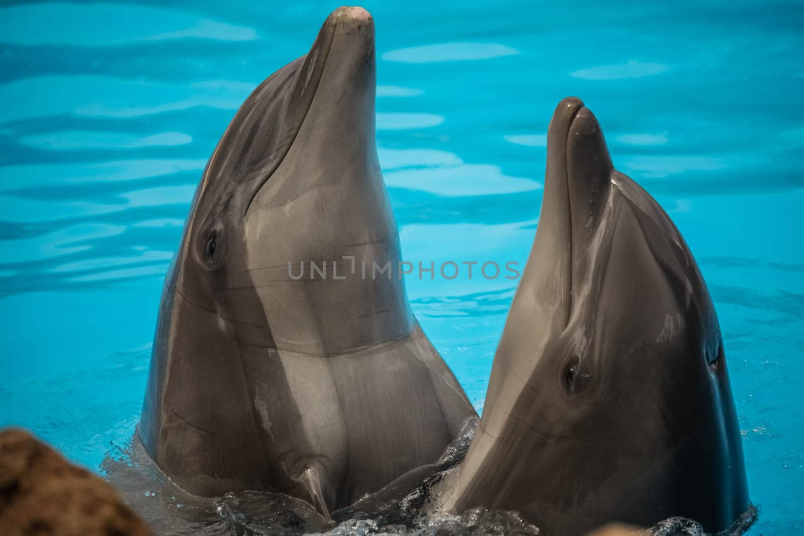 Two cute dolphins dancing during show