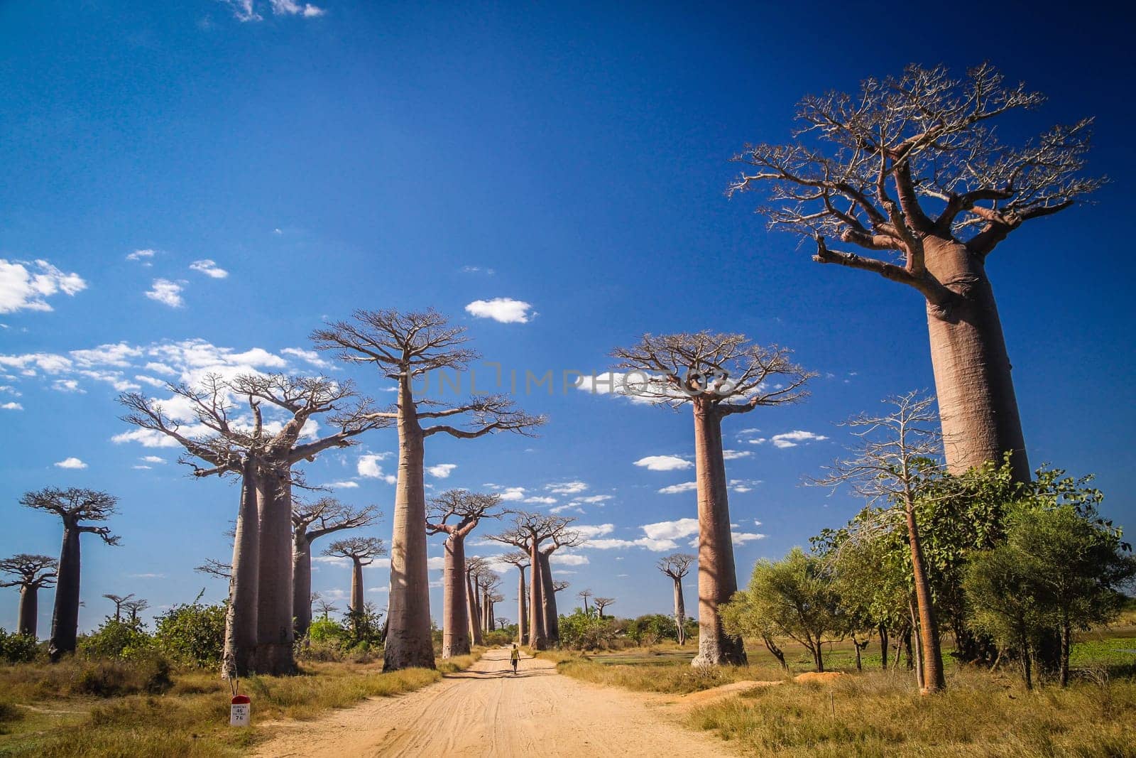 Unidentified boy walking on the sandy path in the famous Avenida de Baobab near Morondava in Madagascar