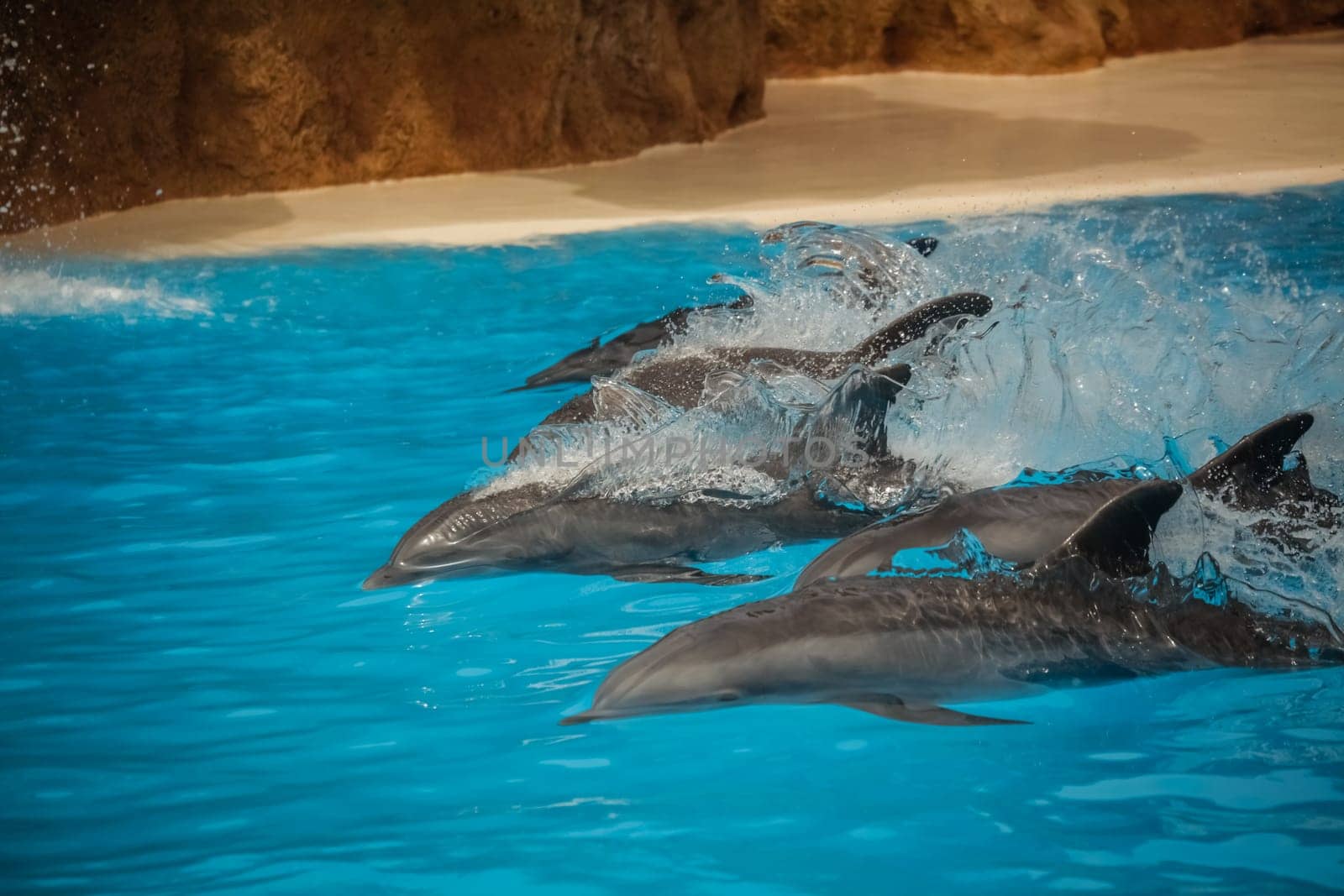 Dolphins swimming fast during show