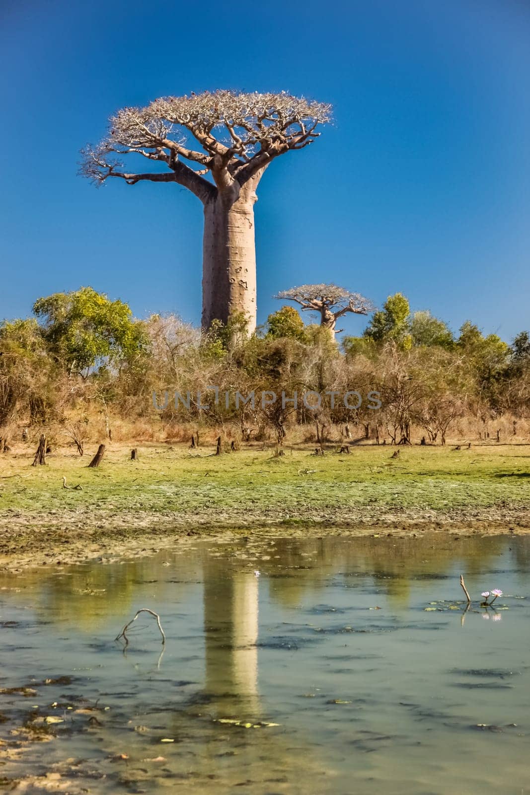 Group of baobabs and their reflection in a pond, Avenida de Baobab near Morondava in Madagascar