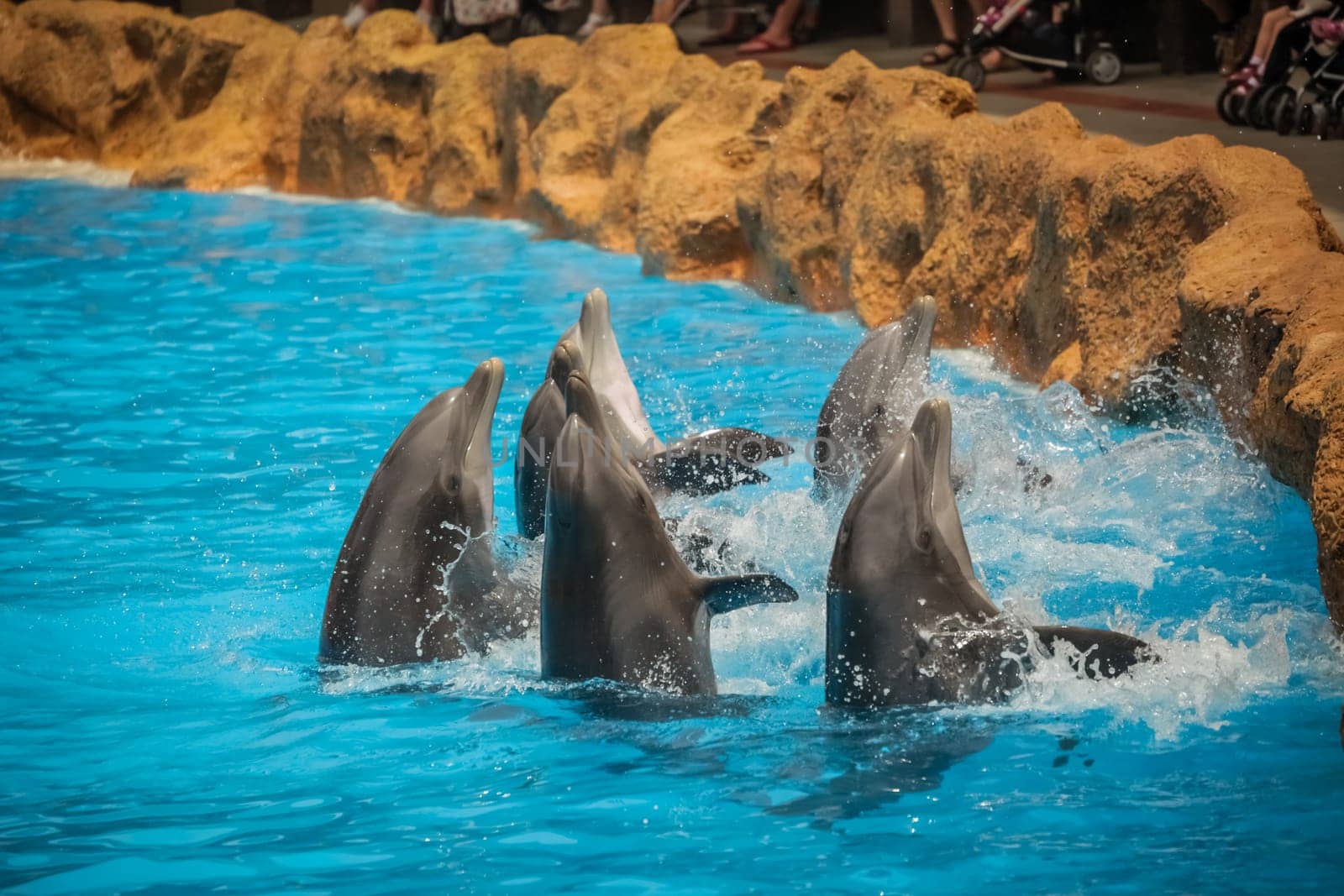 Dolphins dancing in water during show