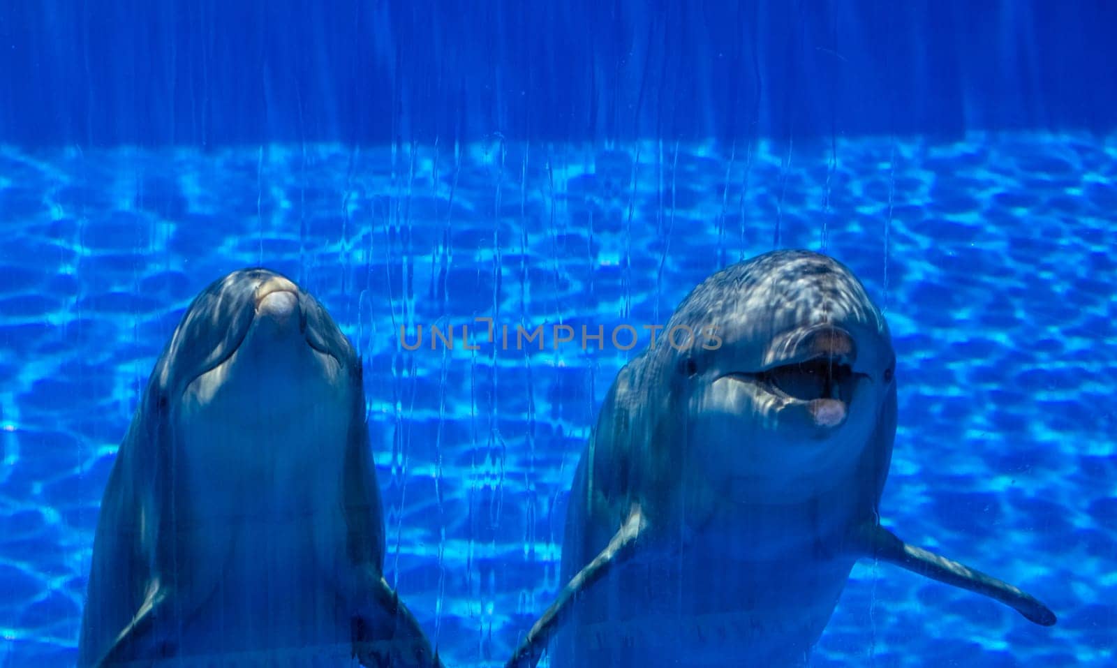 Two cute dolphins in a pool in an adventure park