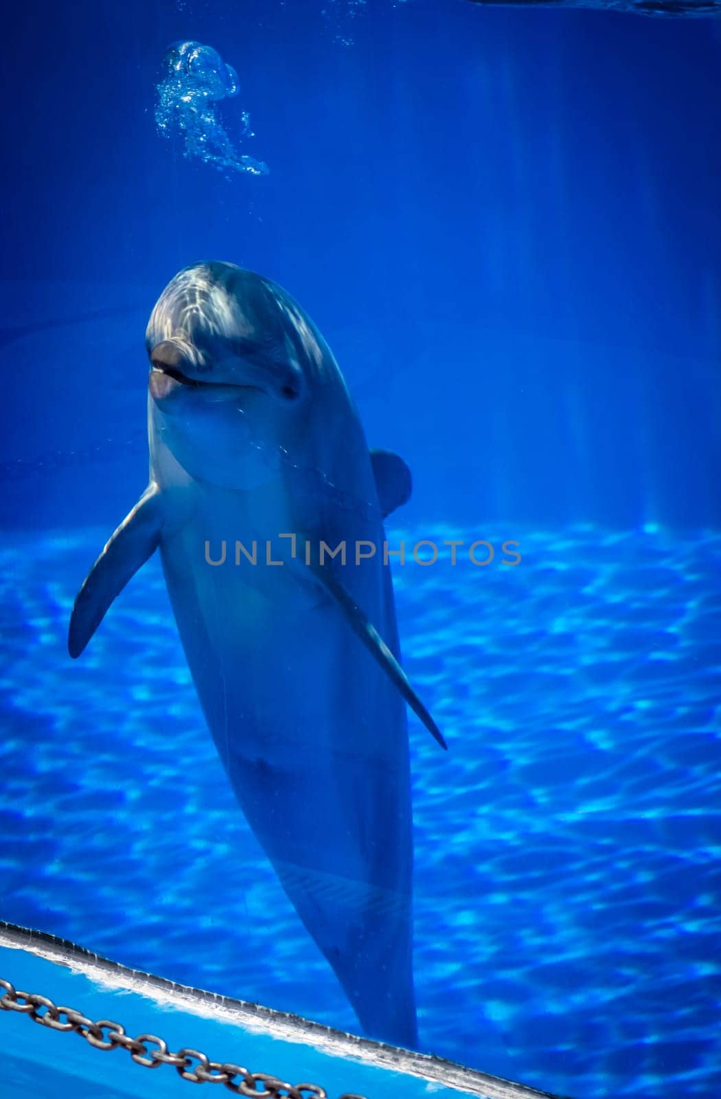 Cute talking dolphin in a pool in an adventure park