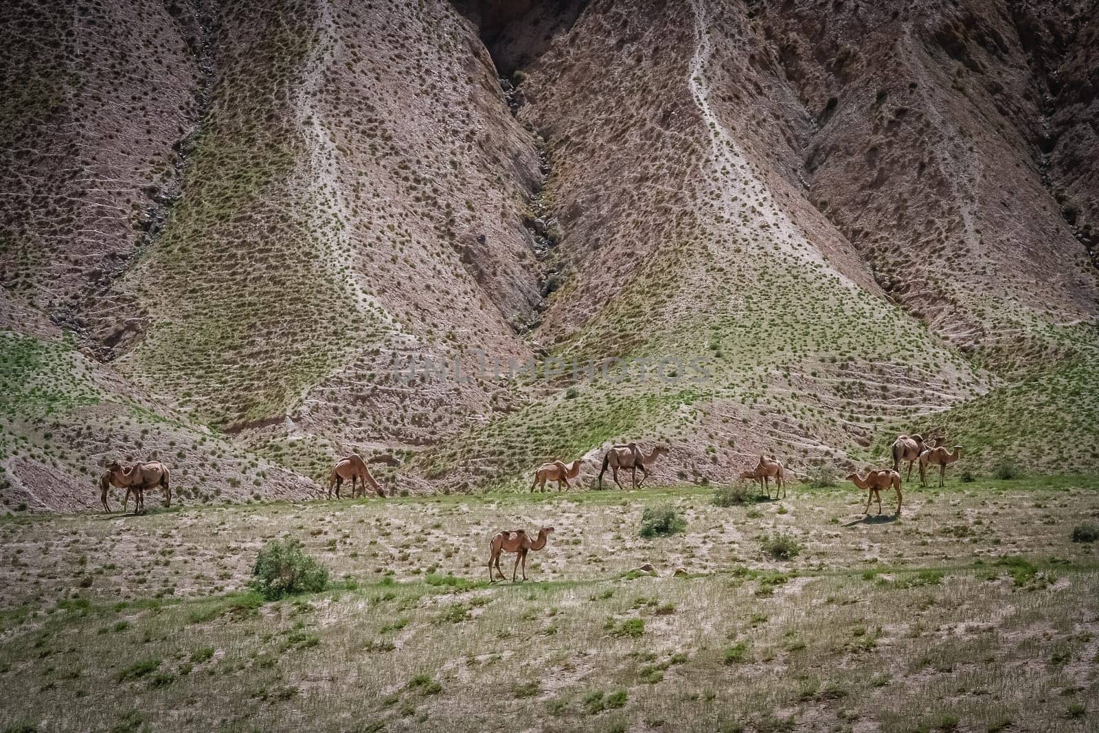 Herd of camels grazing on a mountain slope in Western  Tibet