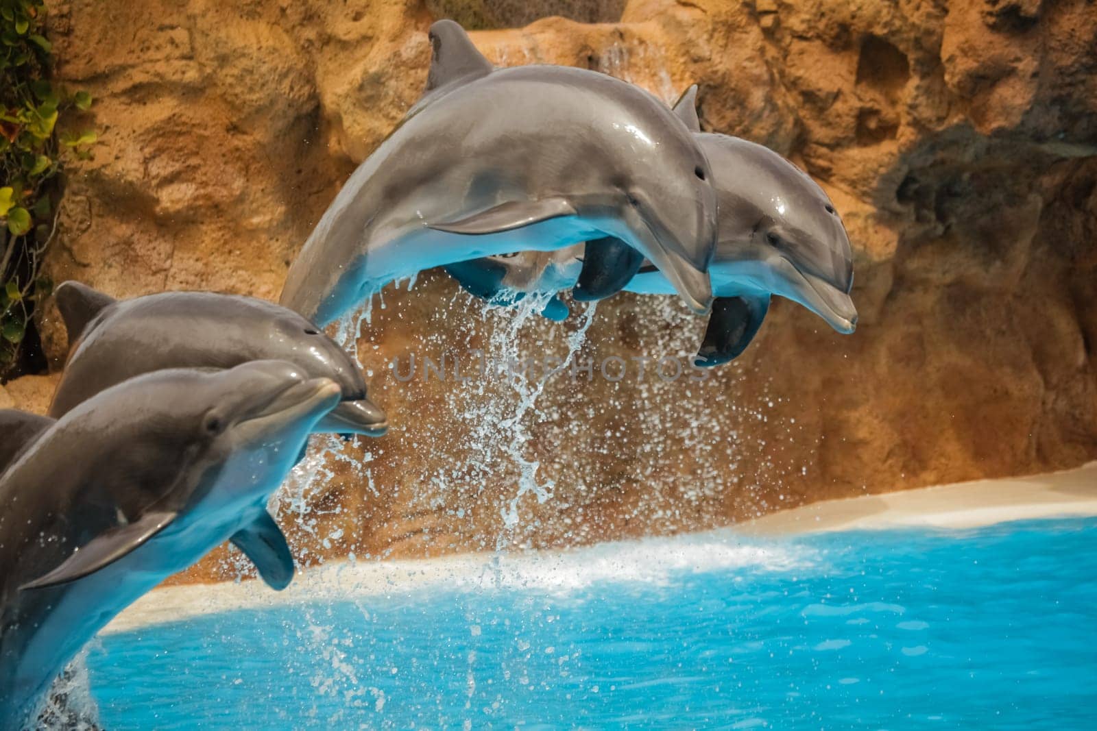 Dolphins jumping in a pool during show