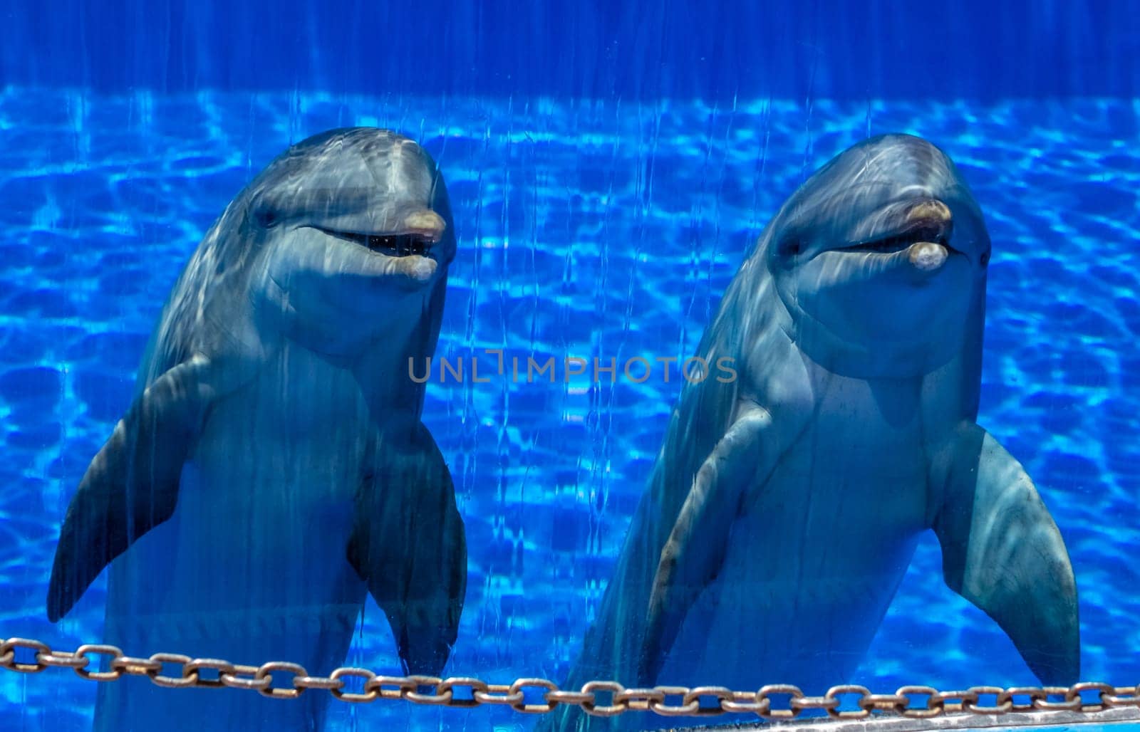 Two cute dolphins in a pool in an adventure park