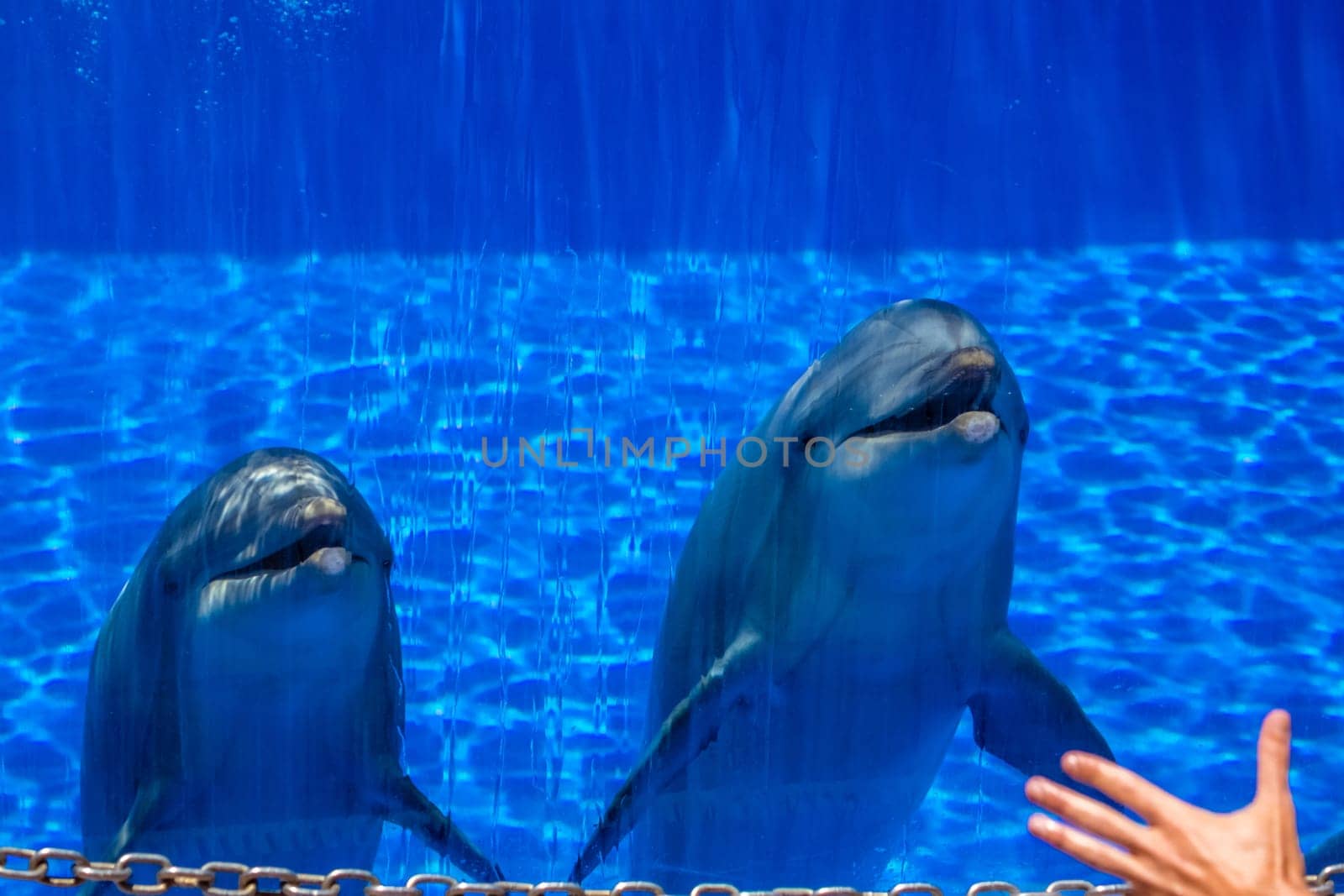 Two cute dolphins in a pool in an adventure park