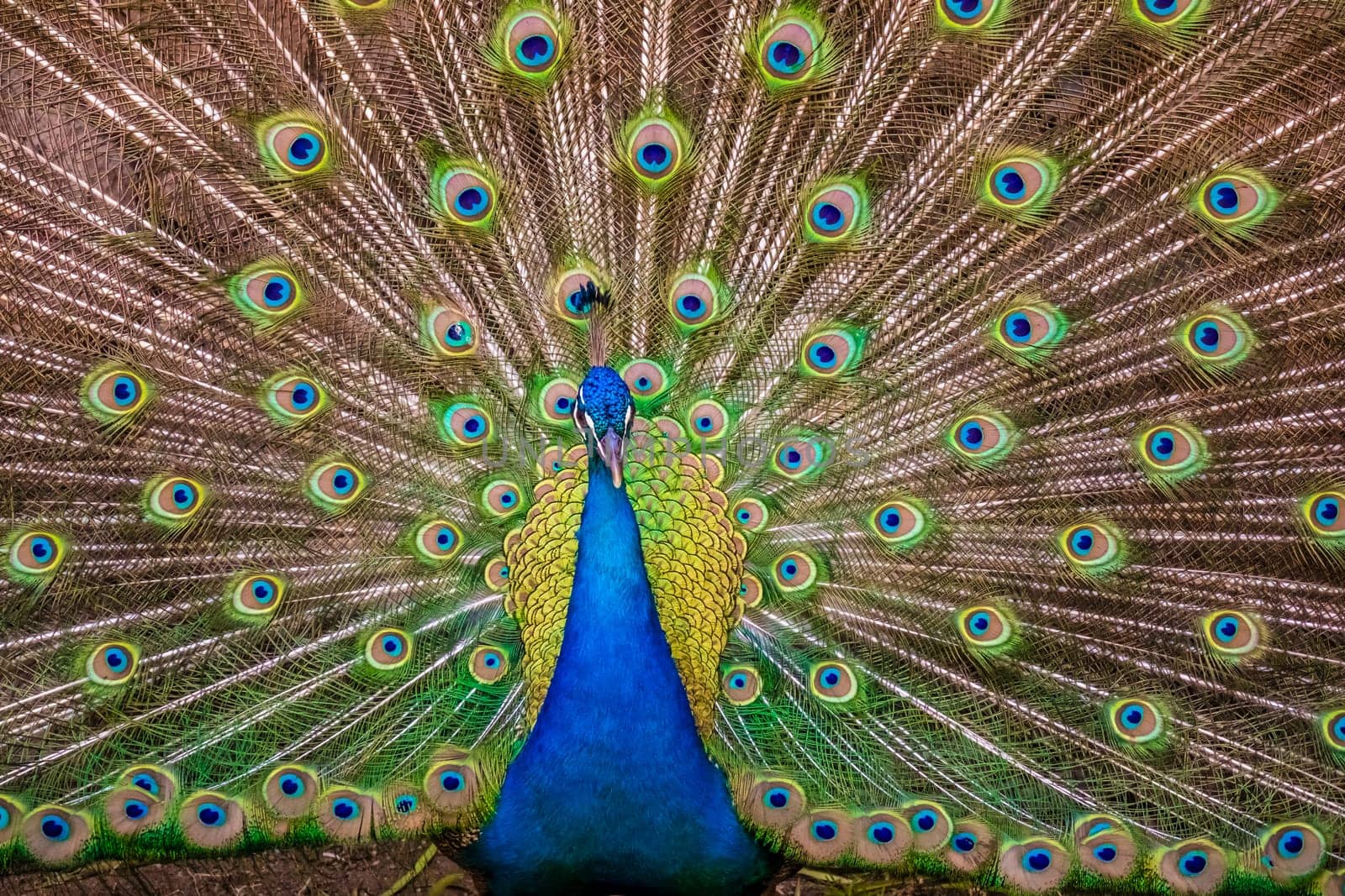 Beautiful peacock presenting his colourful tail wide open