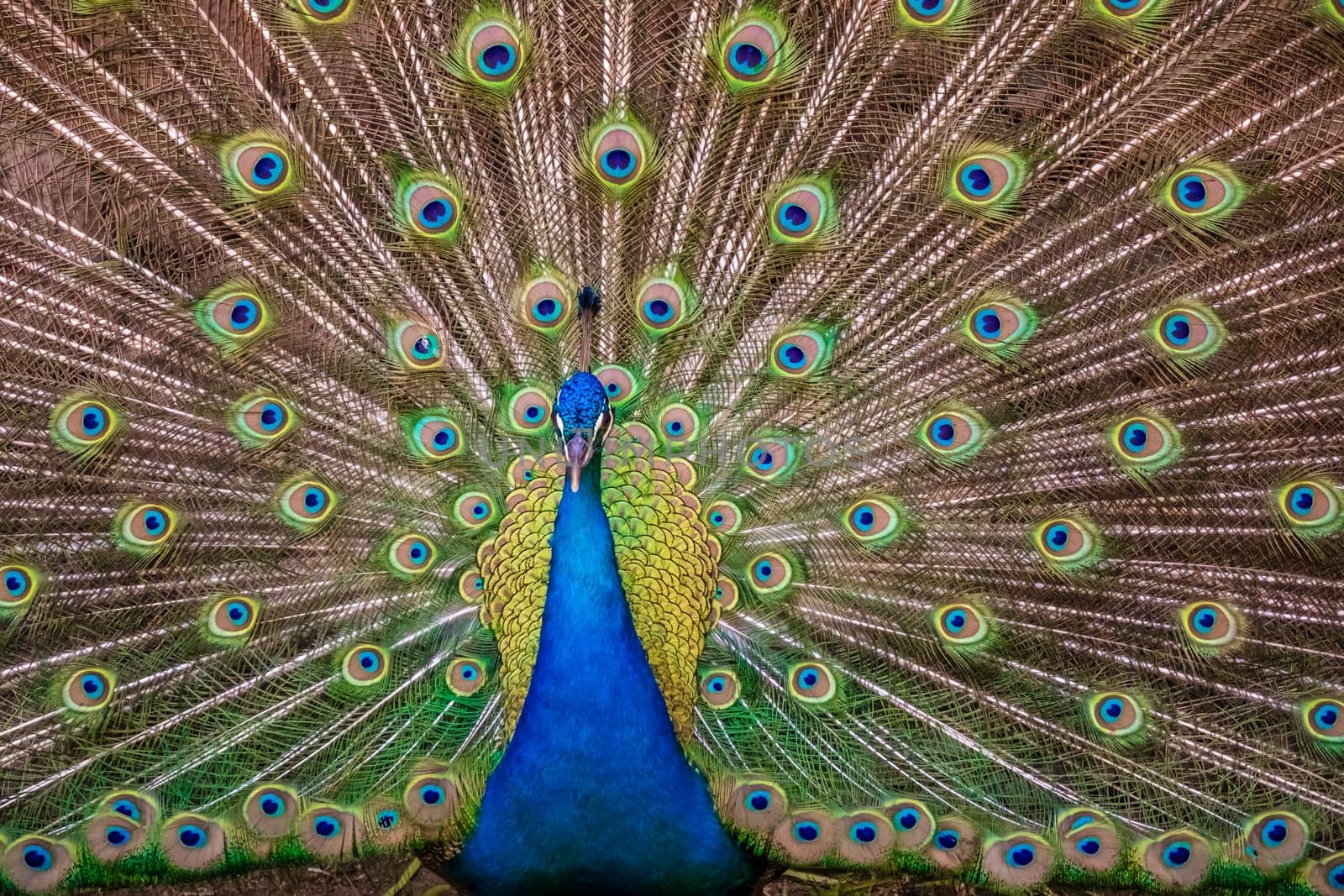 Beautiful peacock presenting his colourful tail wide open