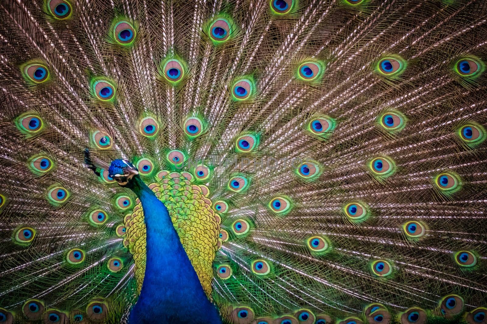Beautiful peacock presenting his colourful tail wide open