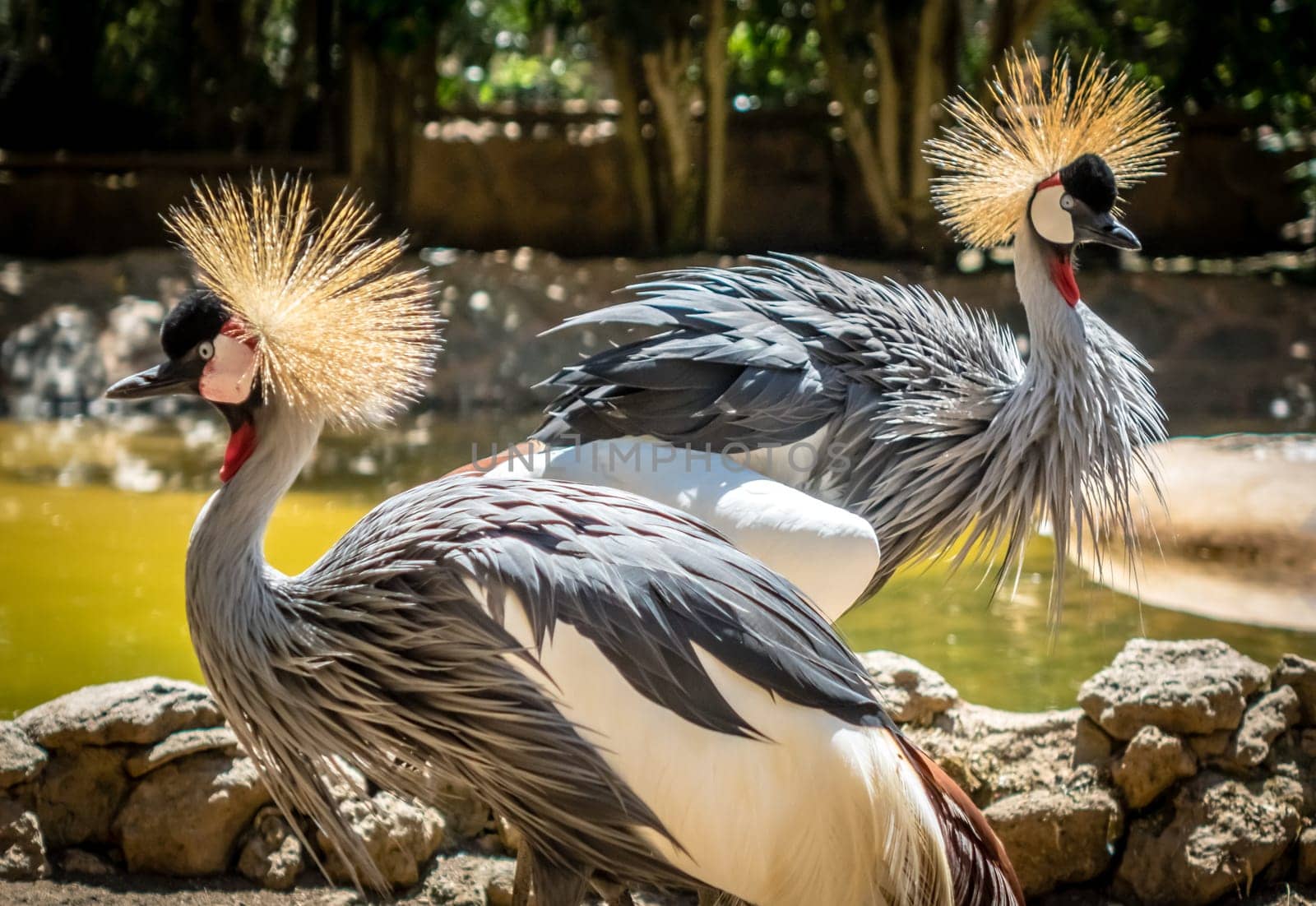 Two beautiful Crested Cranes birds in the zoo