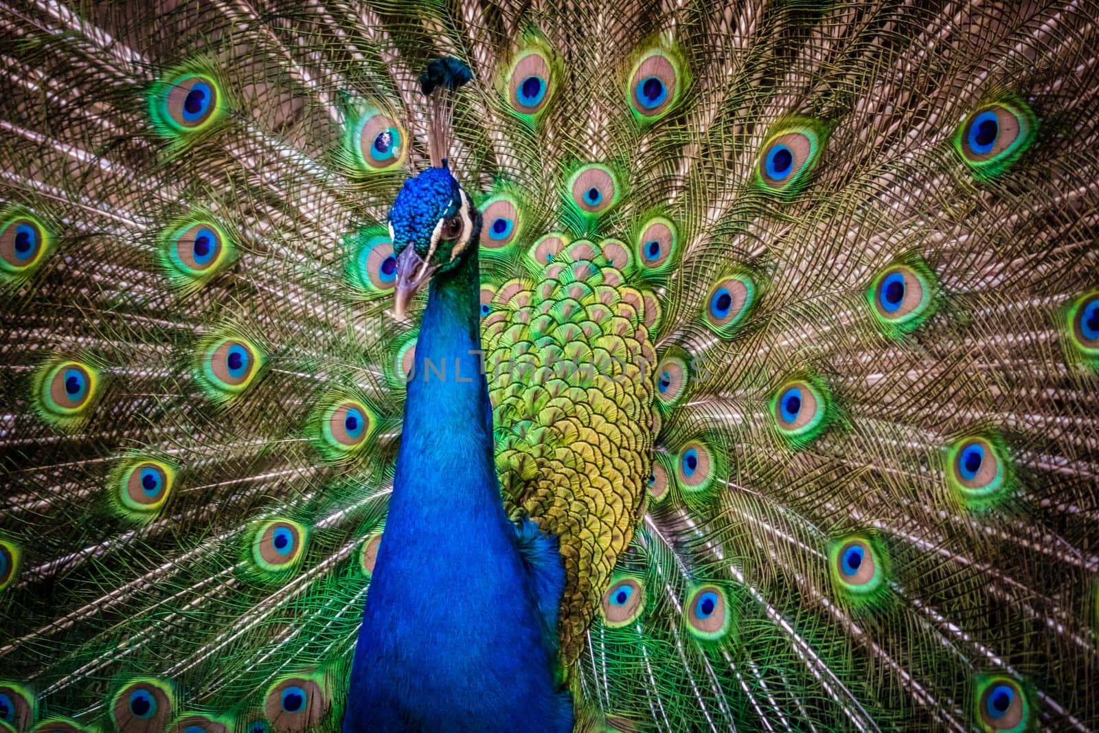 Beautiful peacock presenting his colourful tail wide open