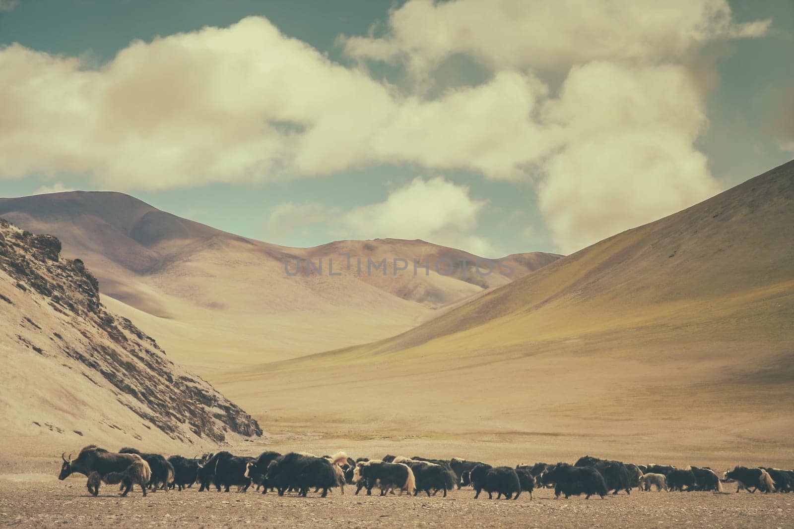 Herd of yaks grazing in the tibetan valley, Tibet