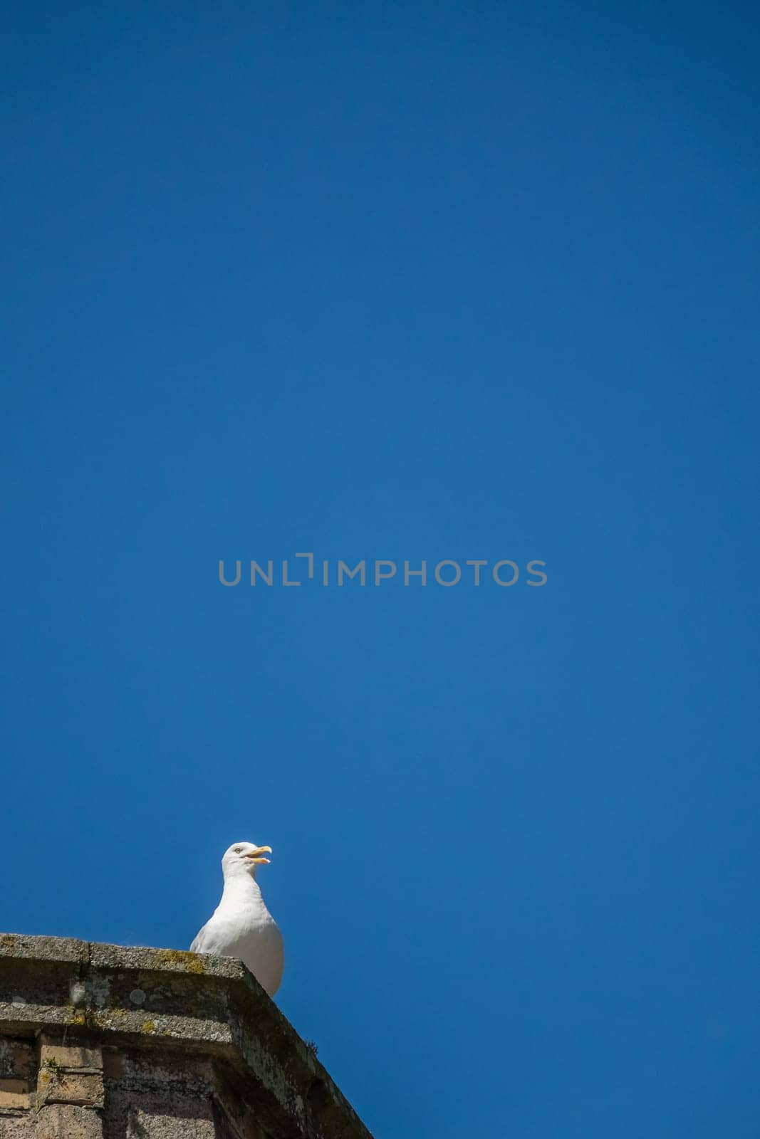 Seagull sitting on a roof of a building with blue sky in the background