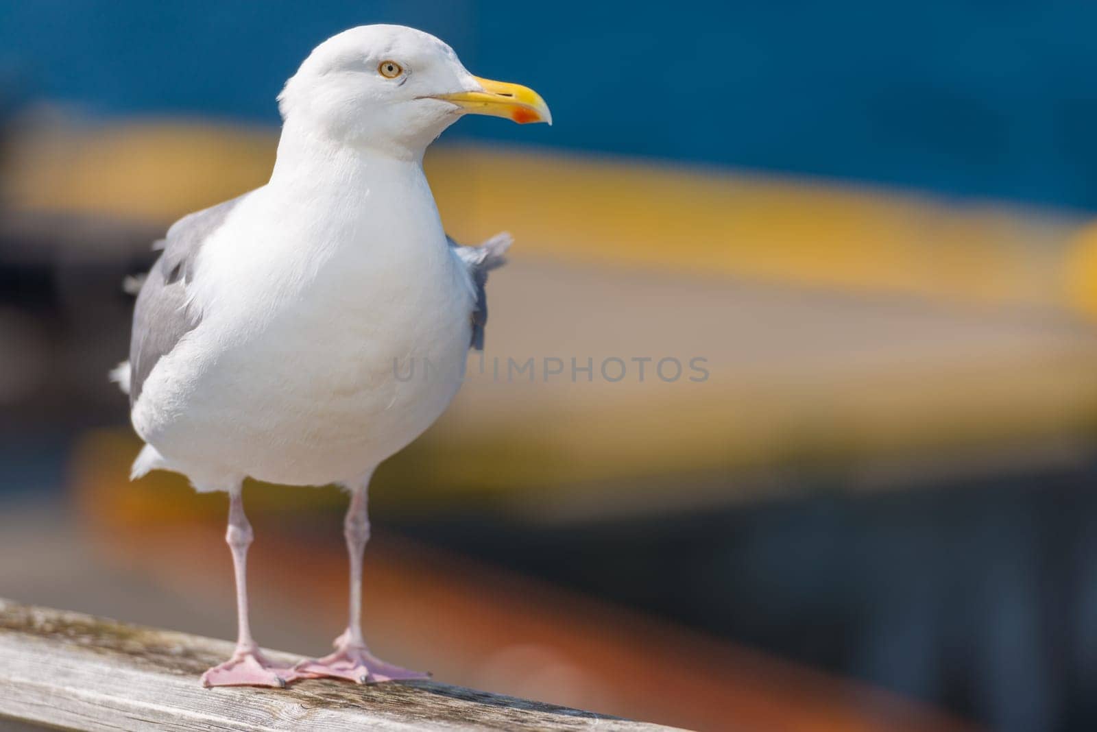 Seagull standing on railing at seaside. Blue water in background and bird in foreground.