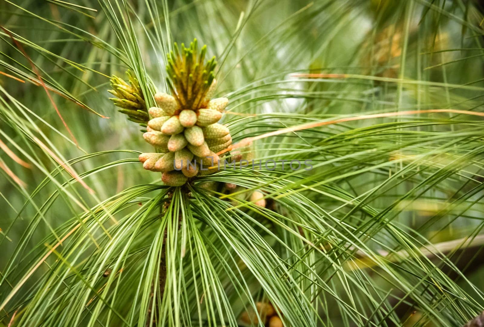 Detail of a pine tree growing in a forest in northern Nepal