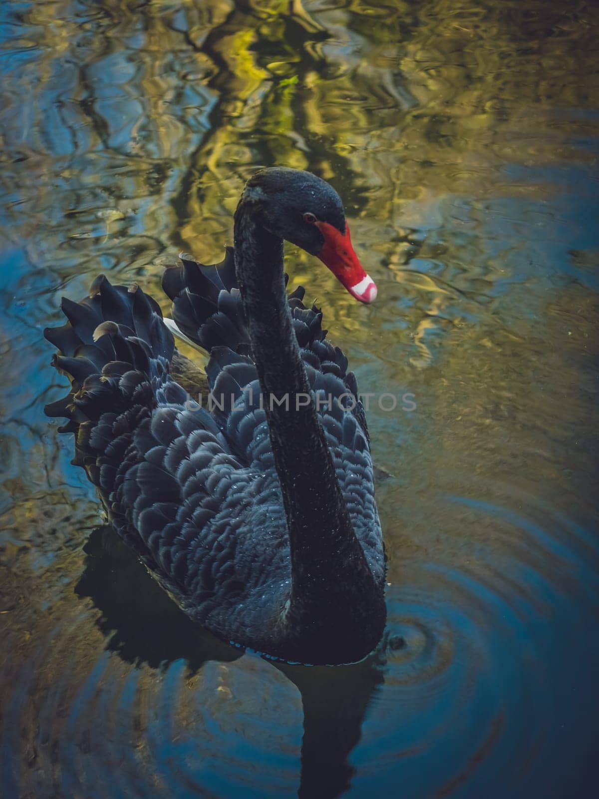 Beautiful black swan on the lake shore