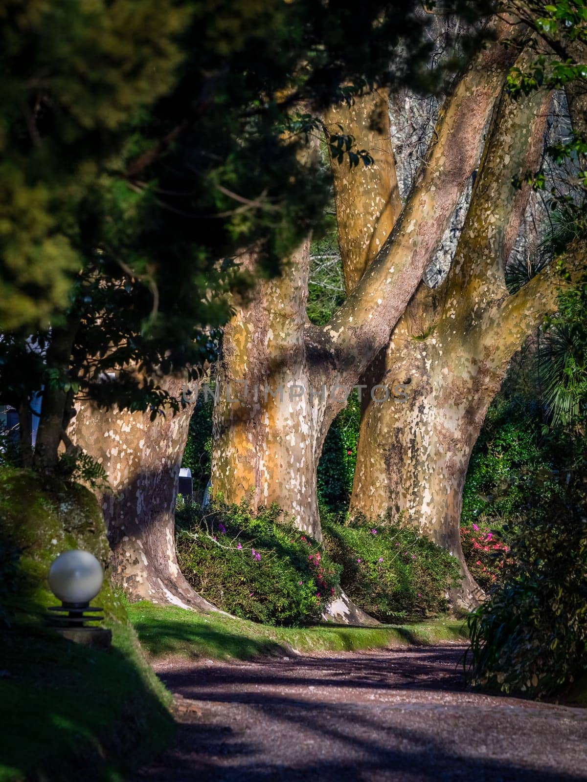 Walking path in The Terra Nostra Garden in Furnas,  on Sao Miguel island, Azores, Portugal