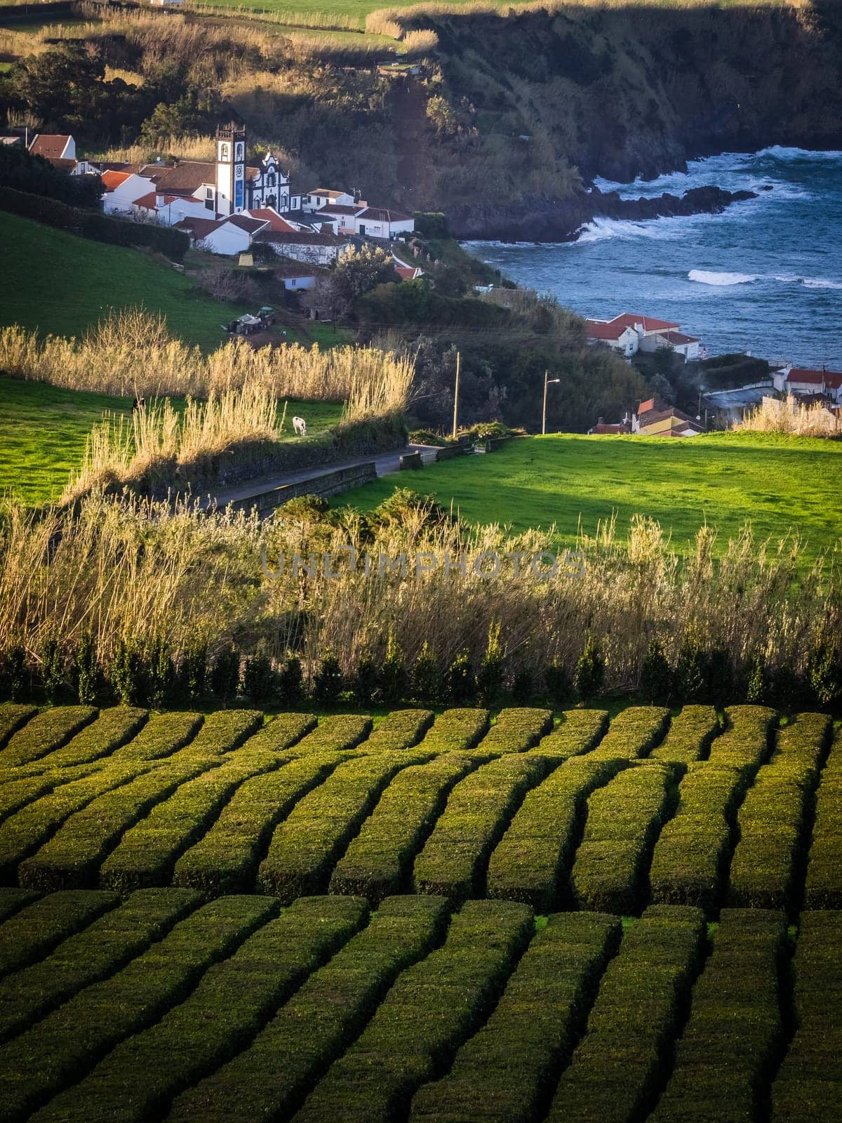 Tea plantation on the hillside nearby small village with a big Catholic Church on the coast of Sao Miguel, Azores, Portugal