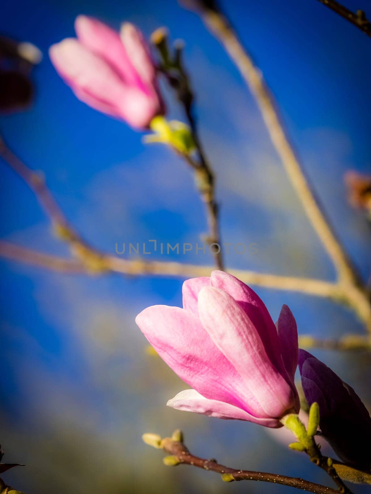 Magnolia bud opening in spring, Azores, Portugal