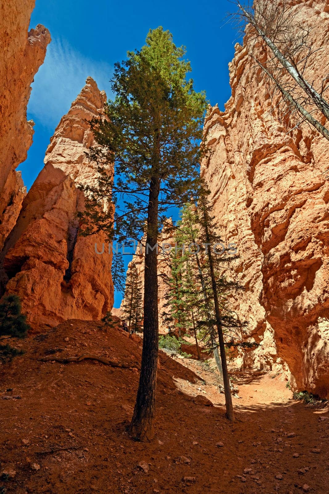 Lone Pines in a Deep Canyon in Bryce Canyon National Park in Utah