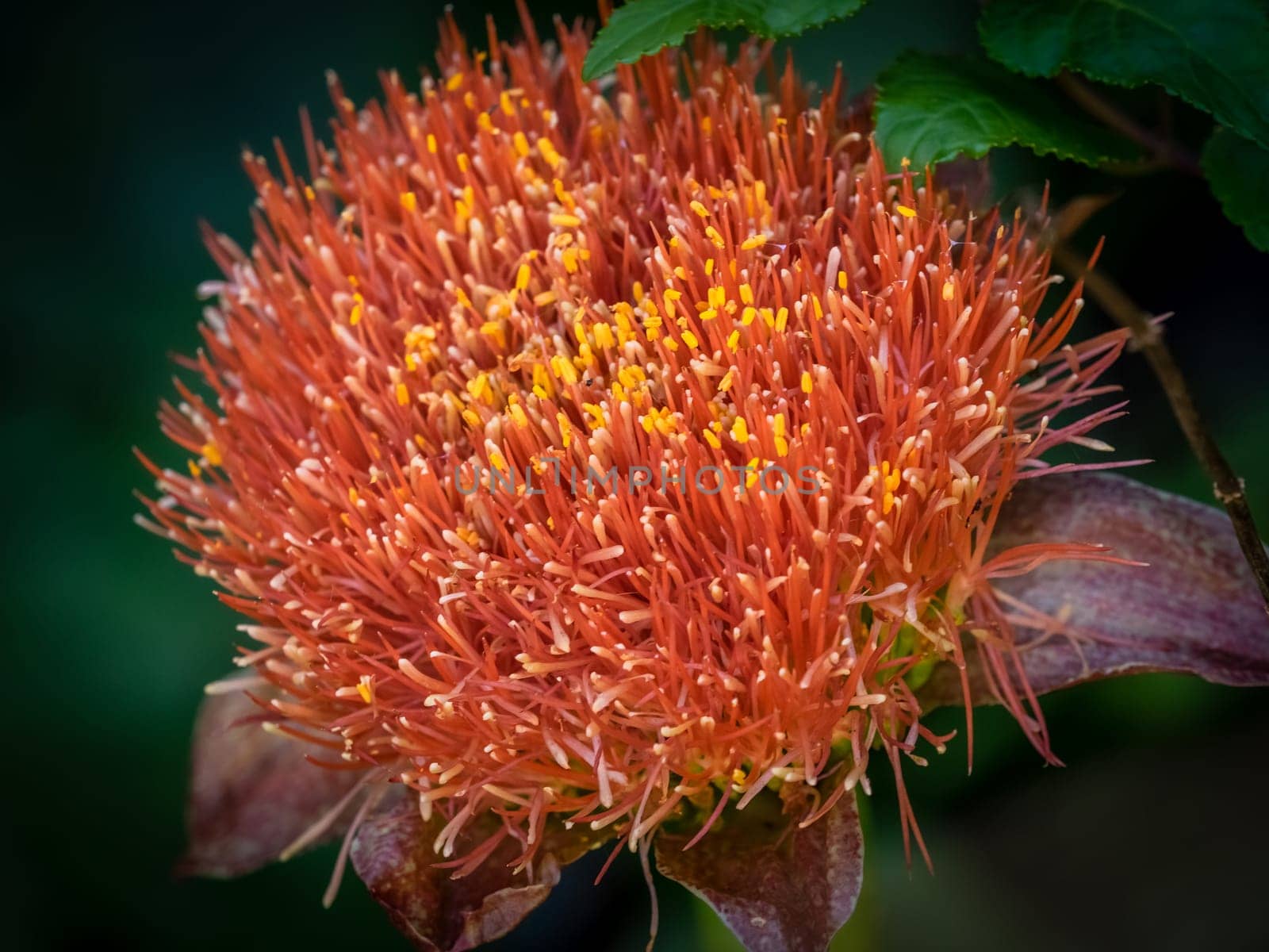 Isopogon latifolius flower photographed in Sao Miguel Island, Azores, Portugal